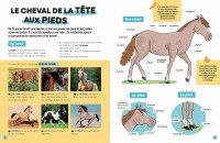 LES CHEVAUX - LUDOC - DECOUVRIR ET COLLECTIONNER