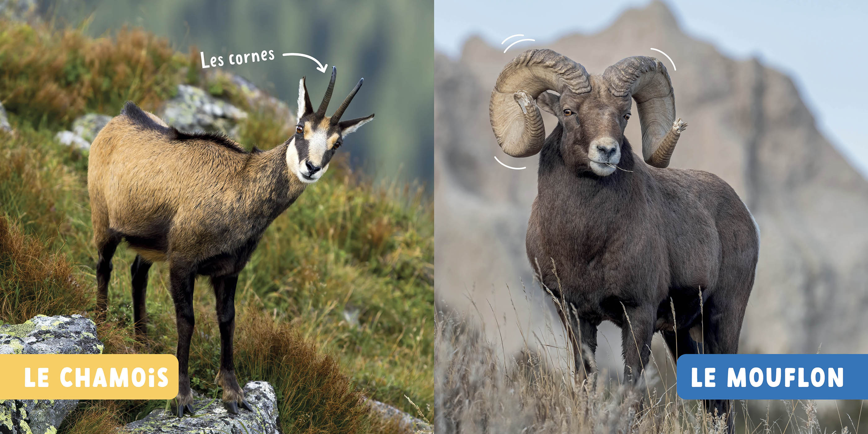 LES ANIMAUX DES MONTAGNES  - MON PREMIER DOC PHOTO