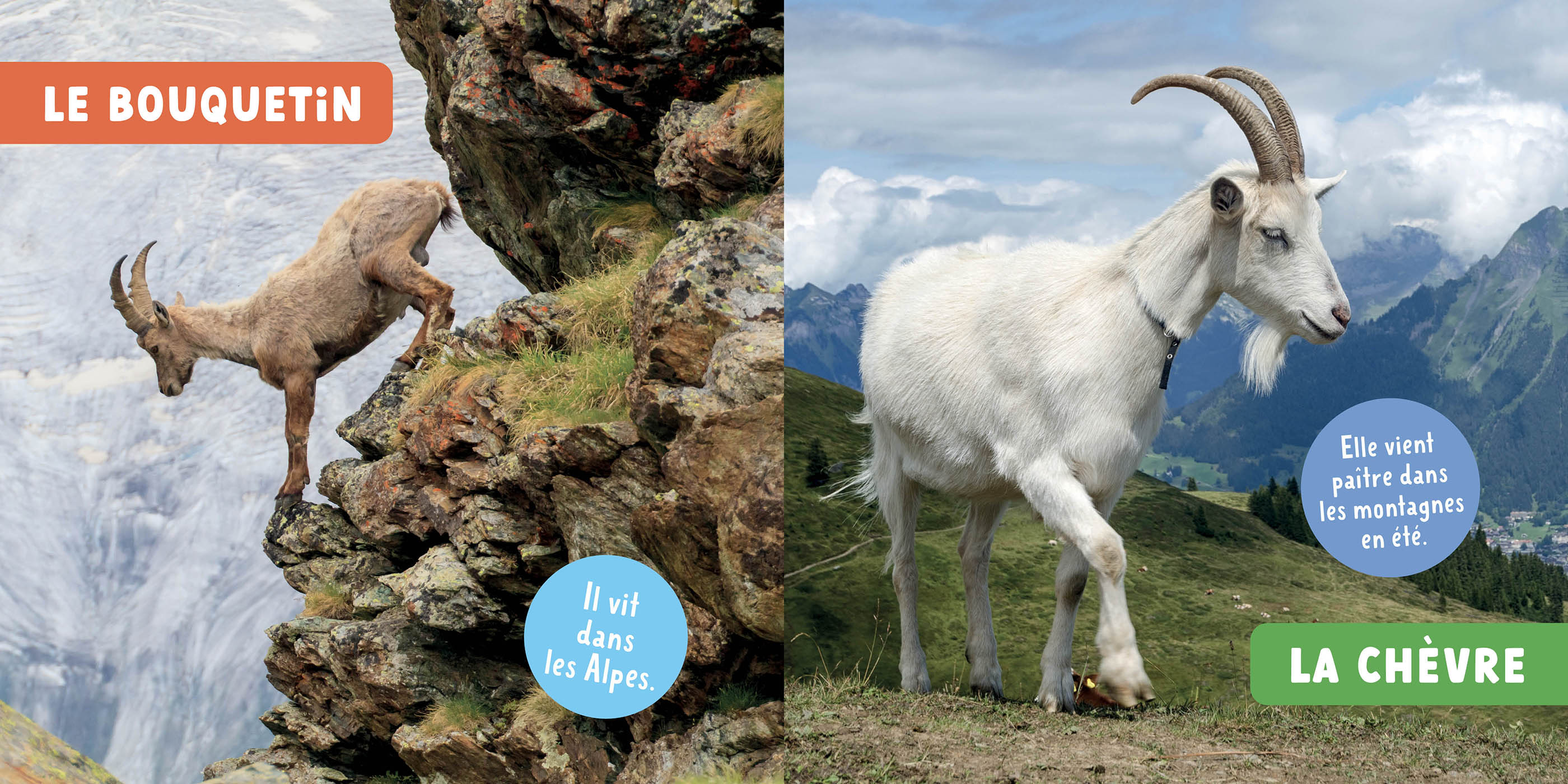 Les Animaux De La Montagne