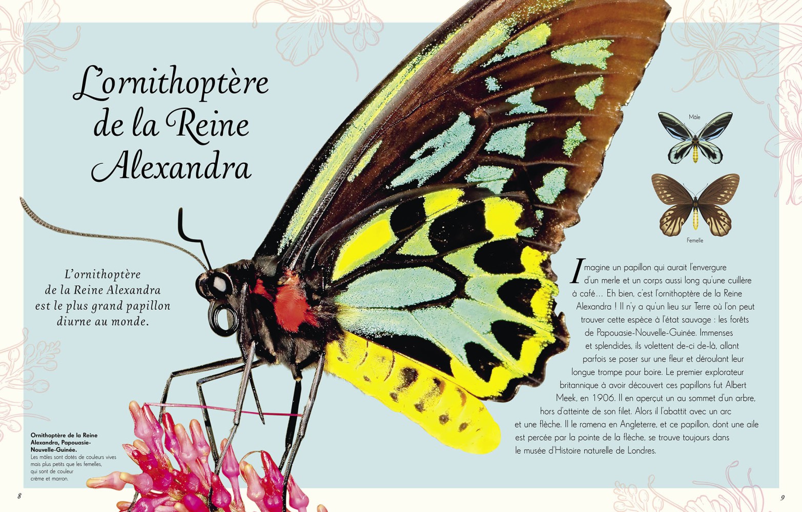 ANTHOLOGIE DES INSECTES