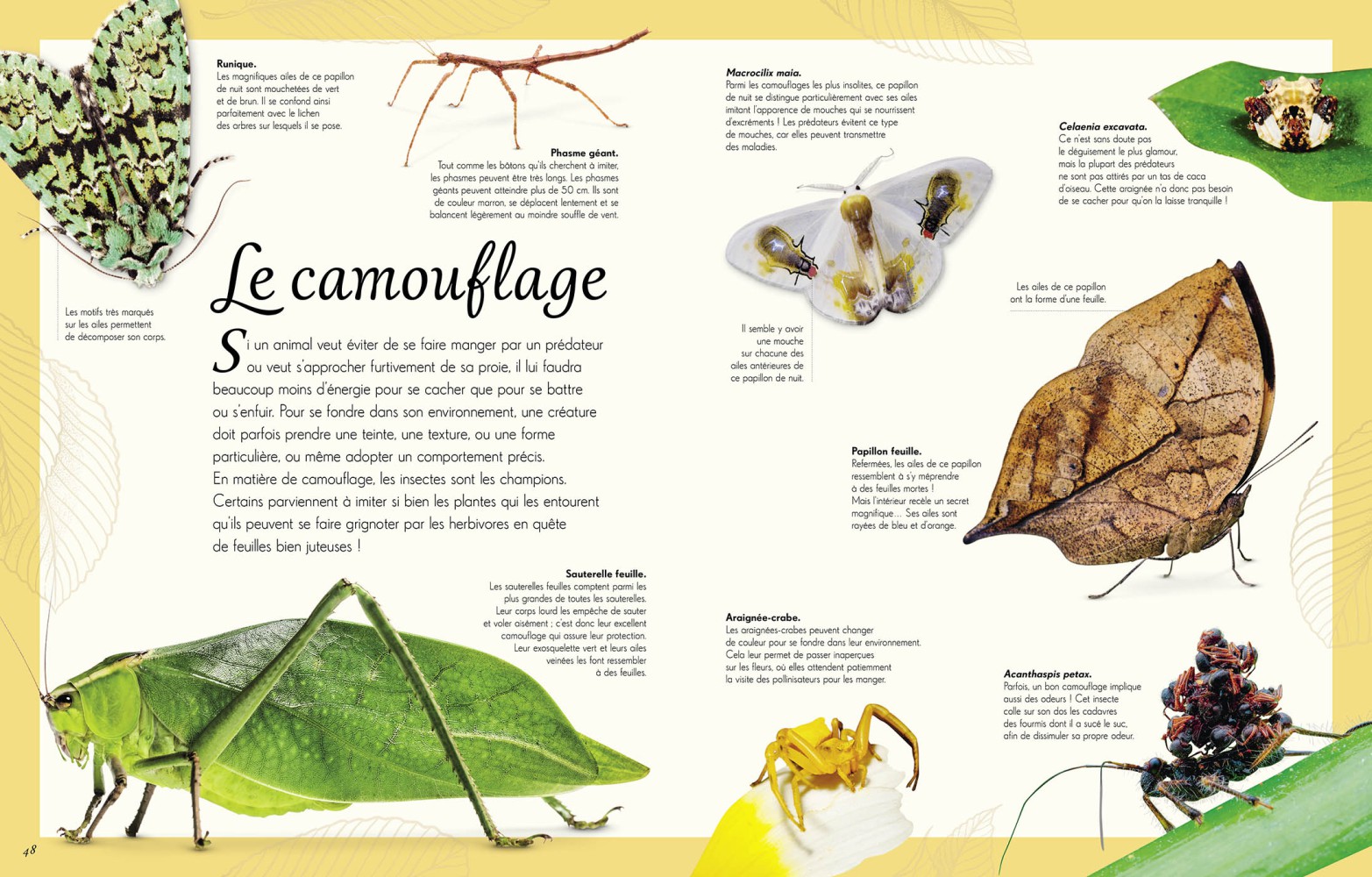 ANTHOLOGIE DES INSECTES
