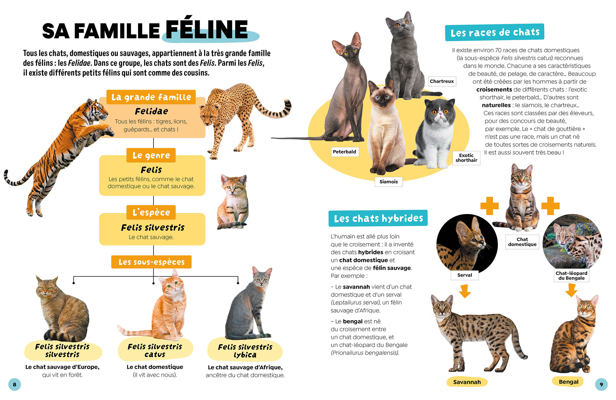 LES CHATS