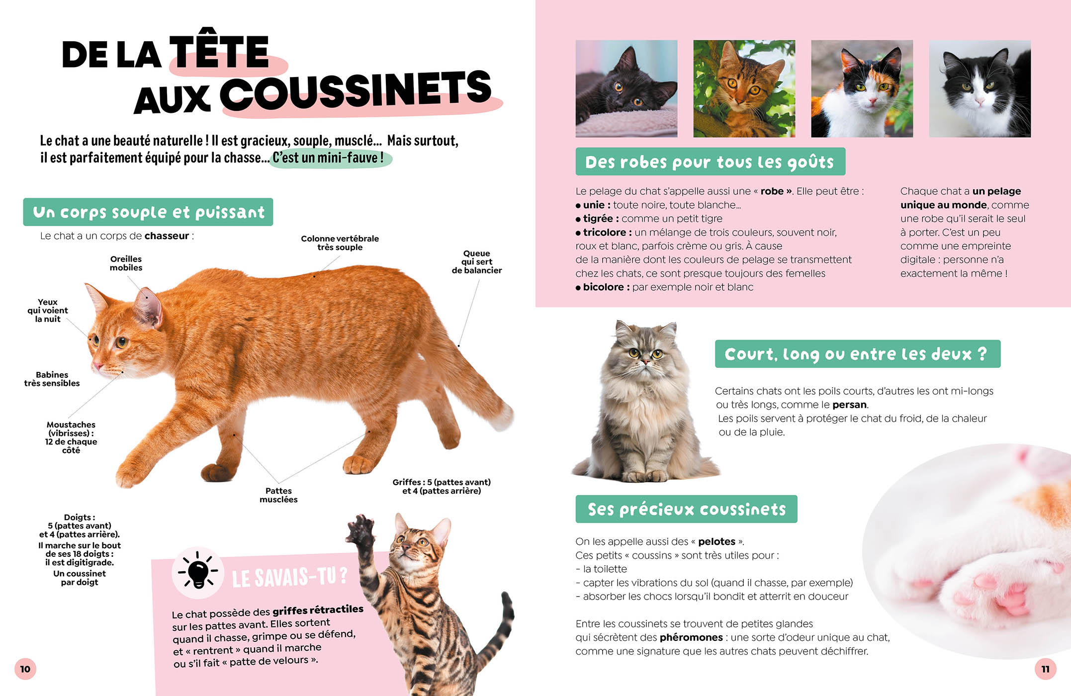 LES CHATS