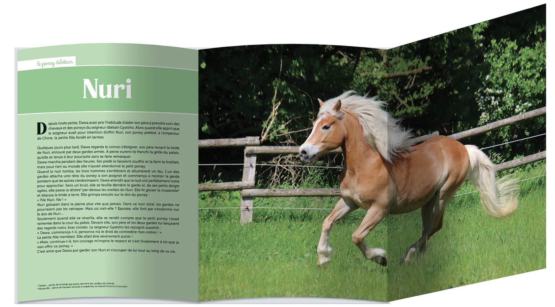 Mes plus belles histoires de poneys