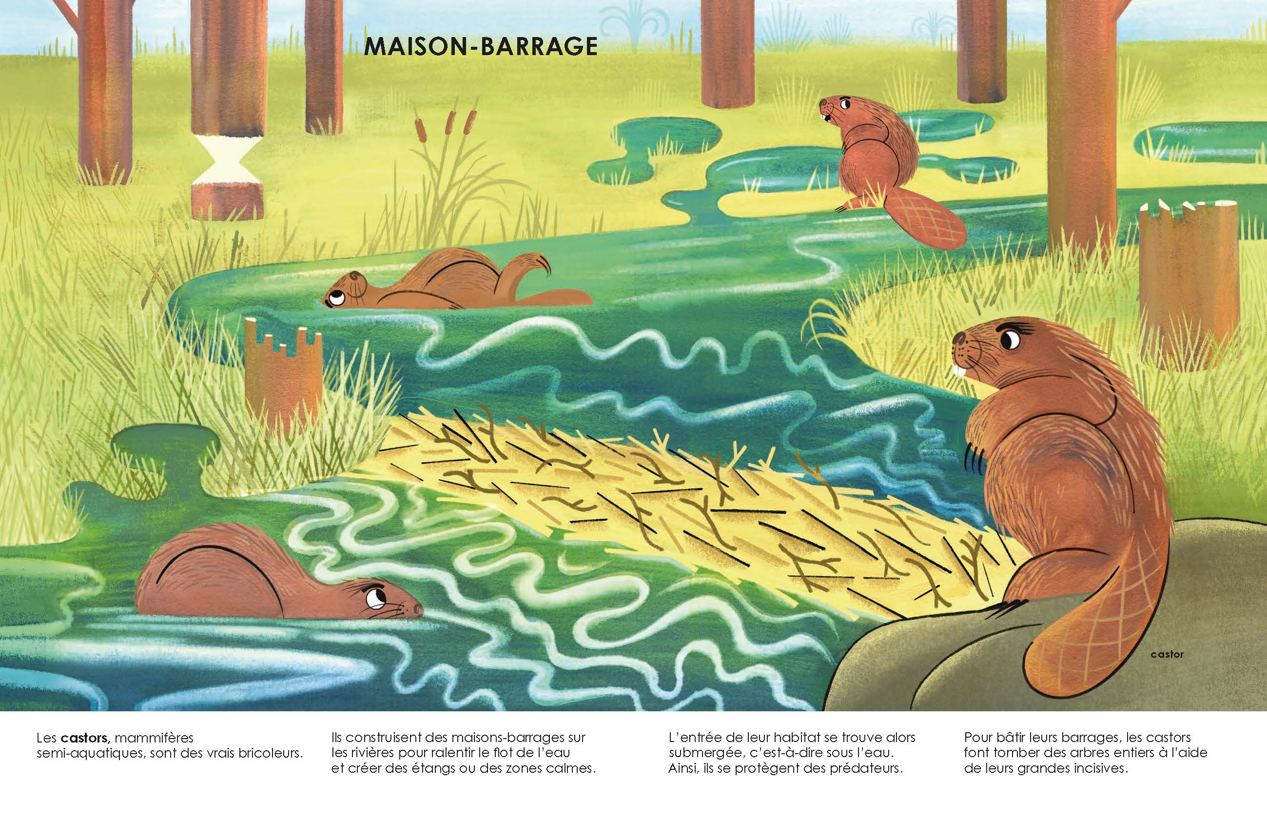 LES MAISONS DES ANIMAUX