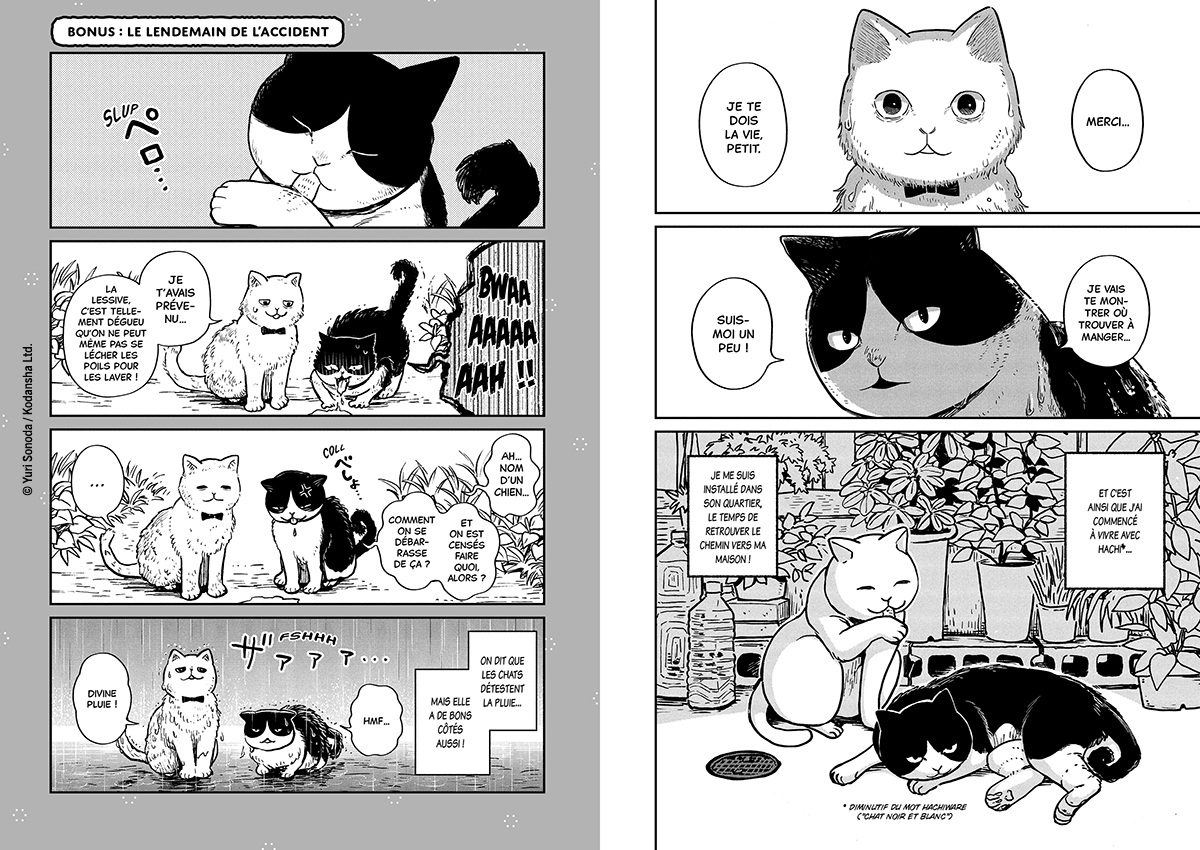 HACHI & MARURU : CHATS DES RUES T1 HACHI & MARURU : CHATS DES RUES T1