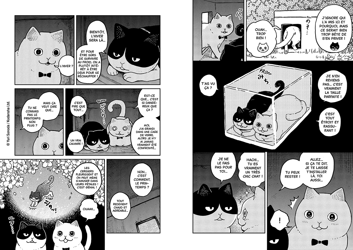 HACHI & MARURU : CHATS DES RUES T1 HACHI & MARURU : CHATS DES RUES T1