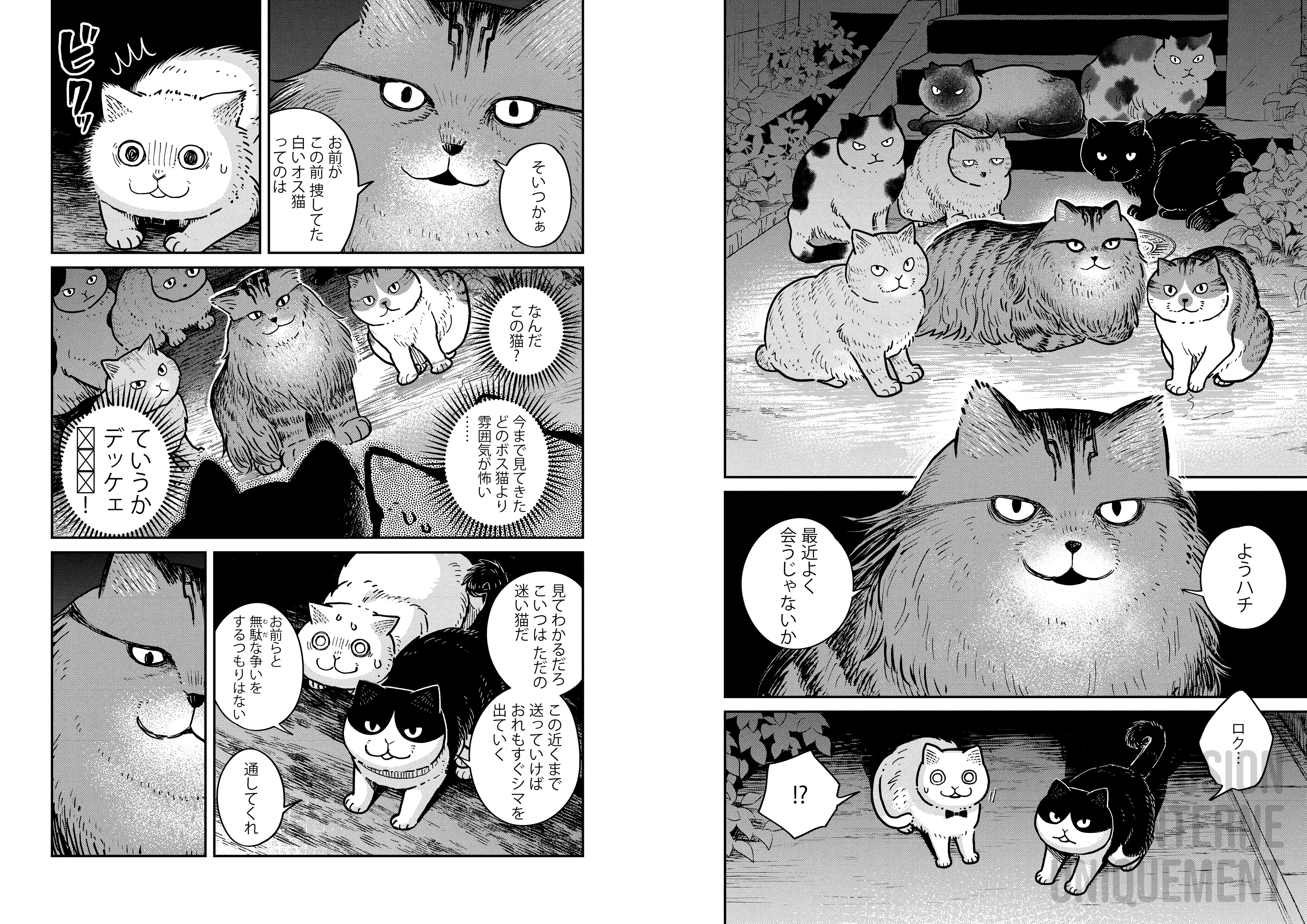 HACHI & MARURU : CHATS DES RUES T2