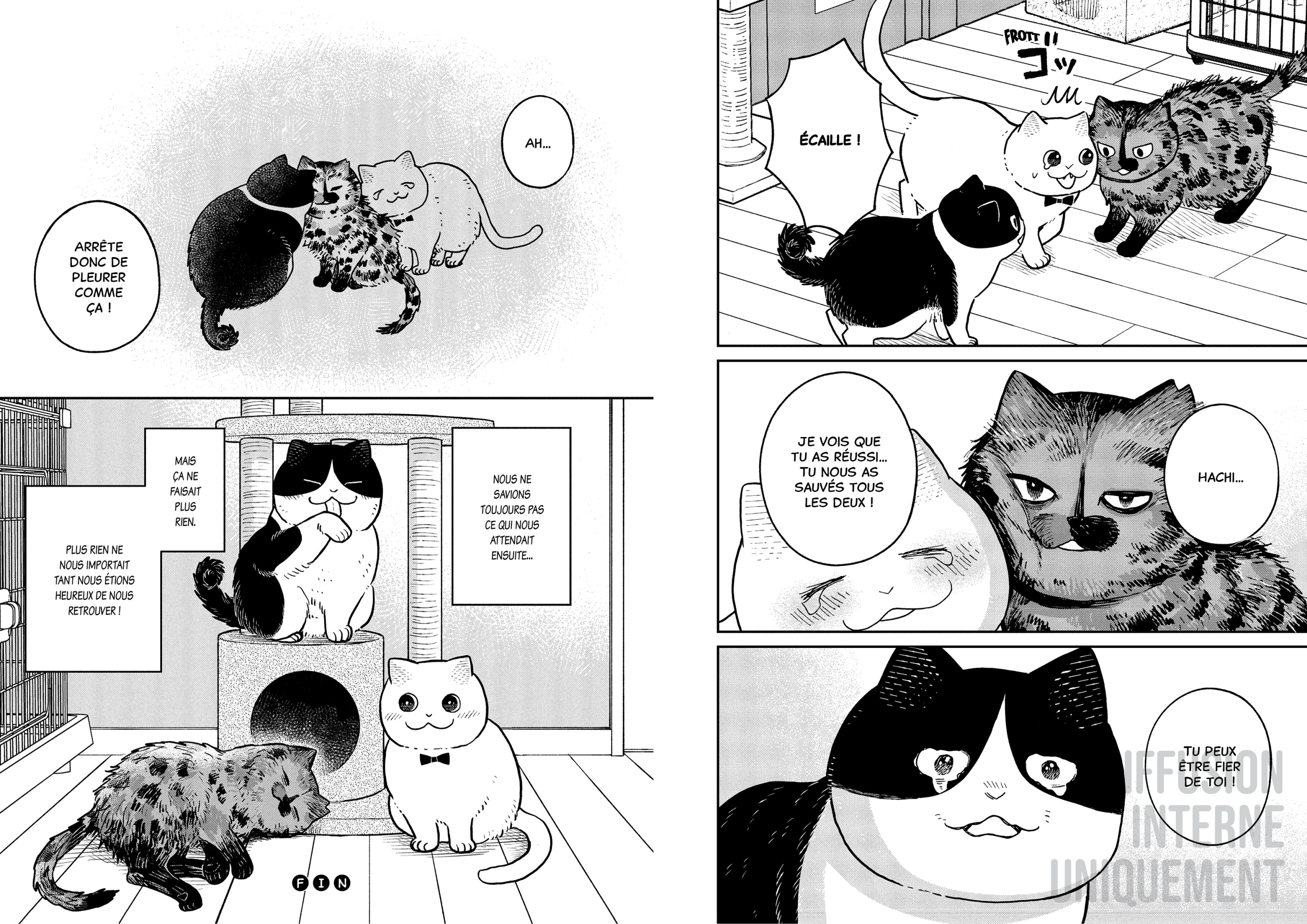 HACHI & MARURU : CHATS DES RUES T3