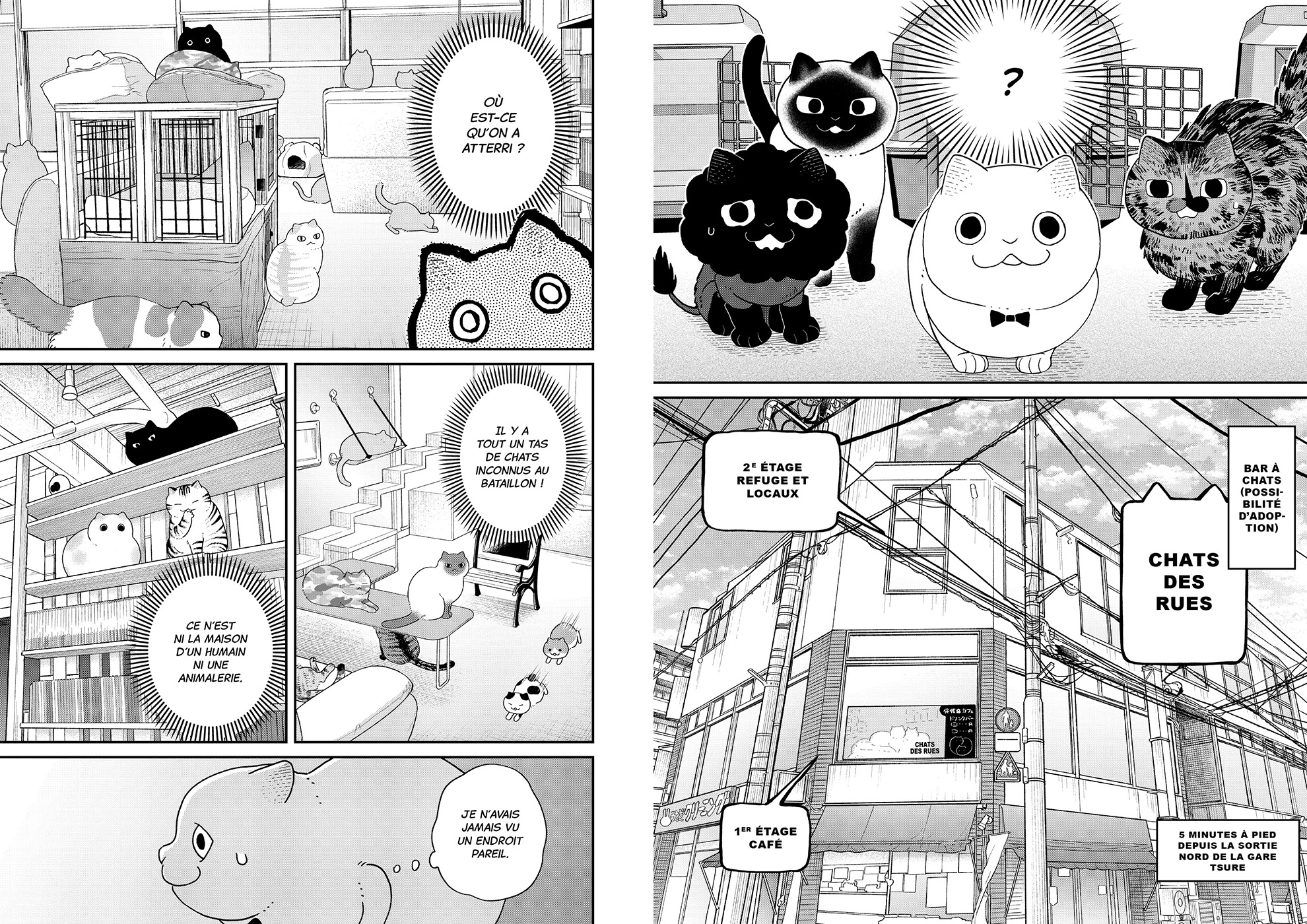 HACHI & MARURU - CHATS DES RUES T6