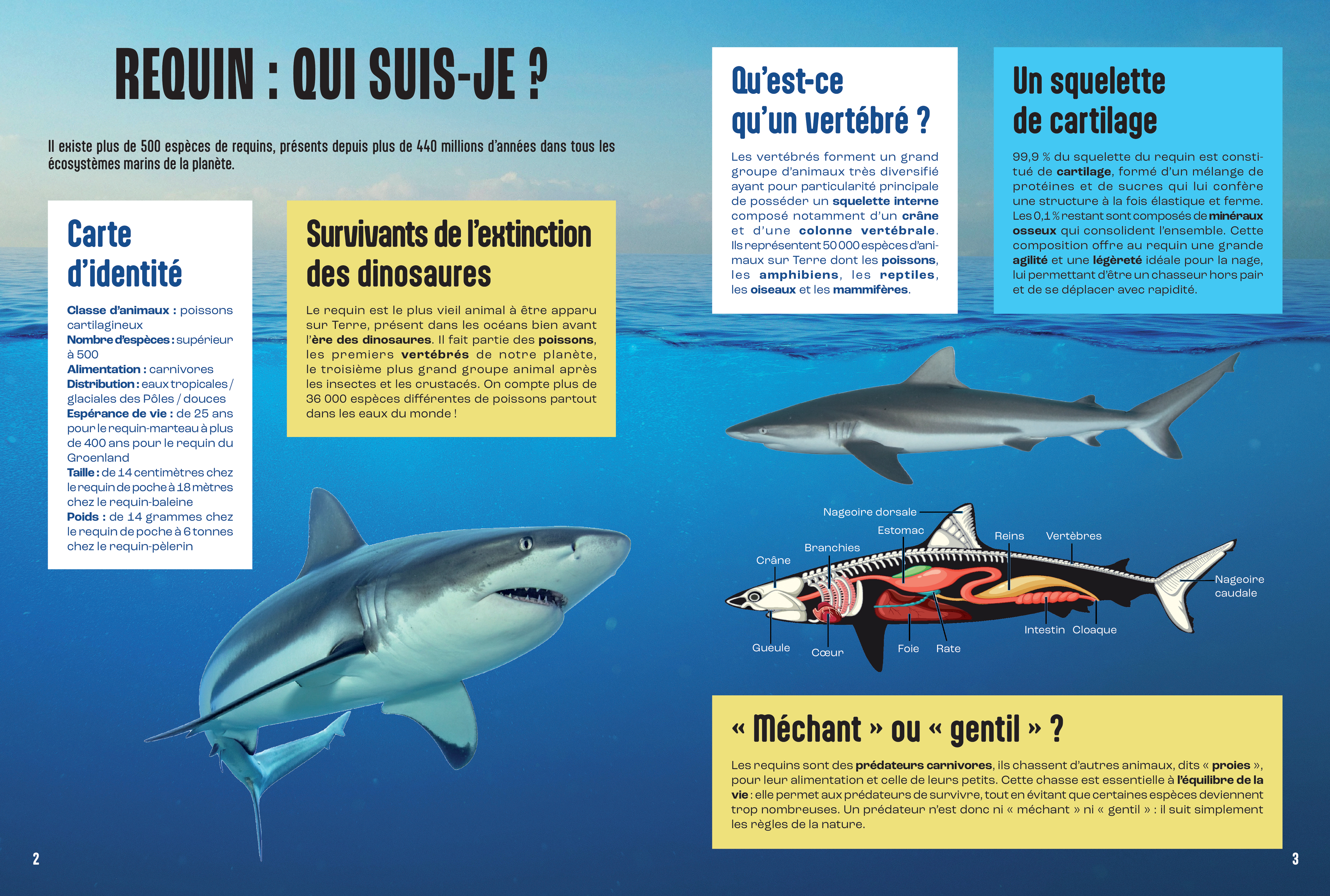 LES REQUINS - MILLE ET UN DOCS