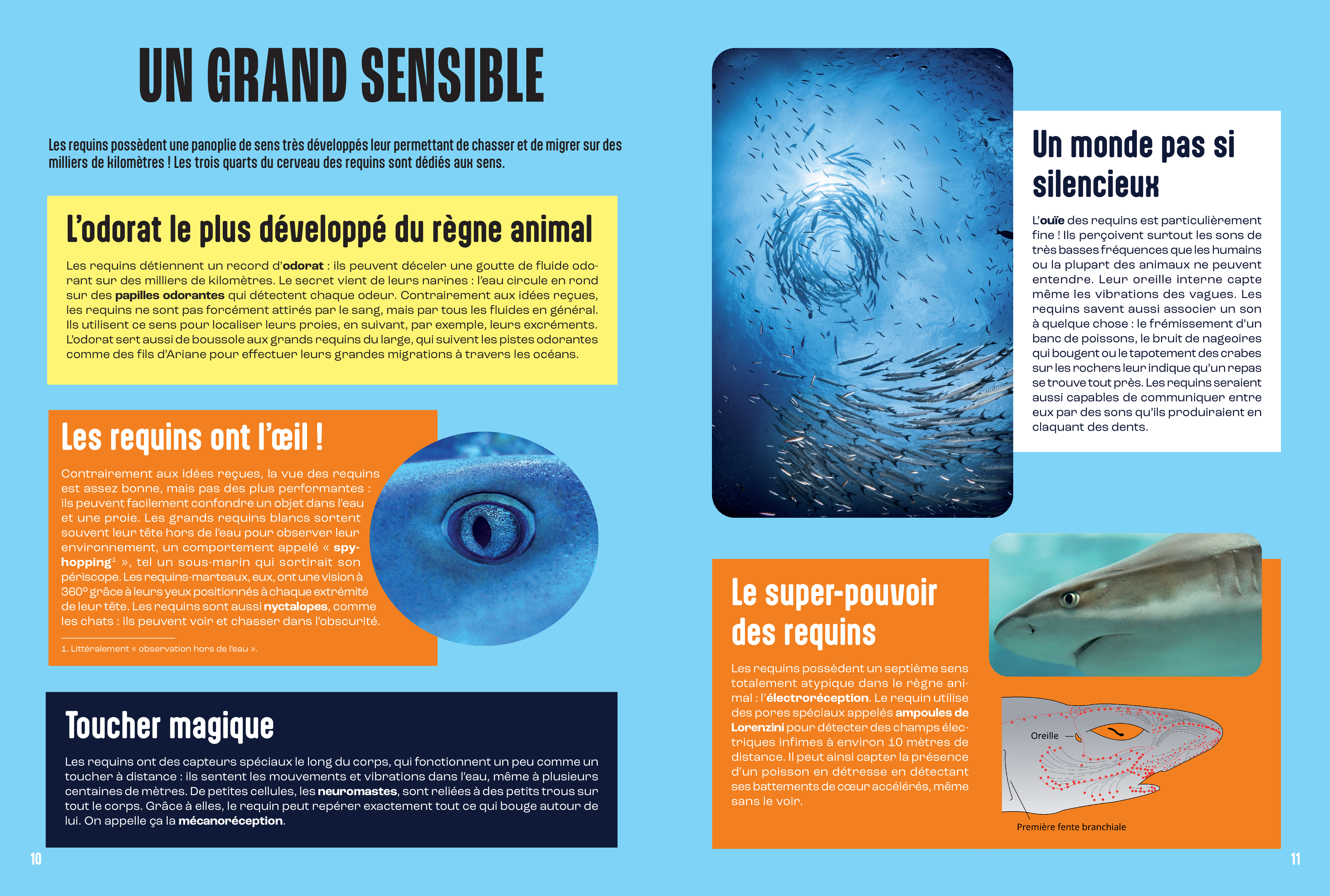 LES REQUINS - MILLE ET UN DOCS