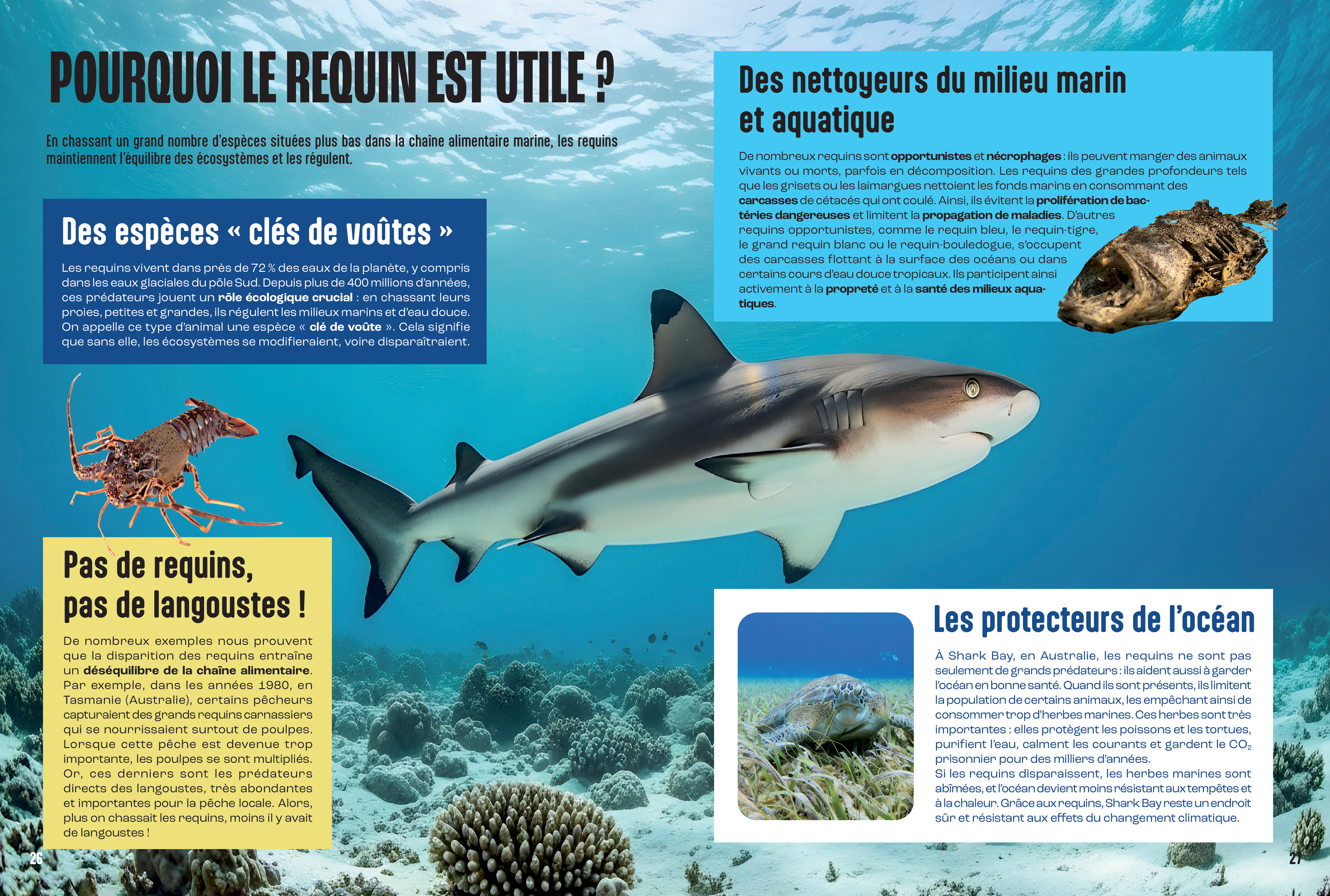 LES REQUINS - MILLE ET UN DOCS