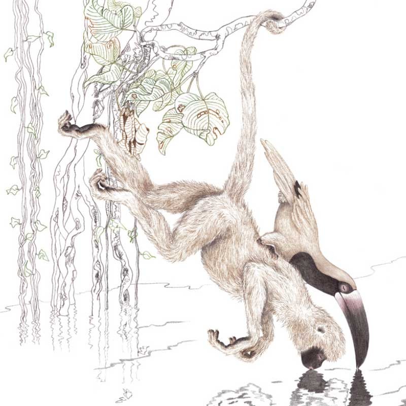 LA COMPTINE DU TOUCAN