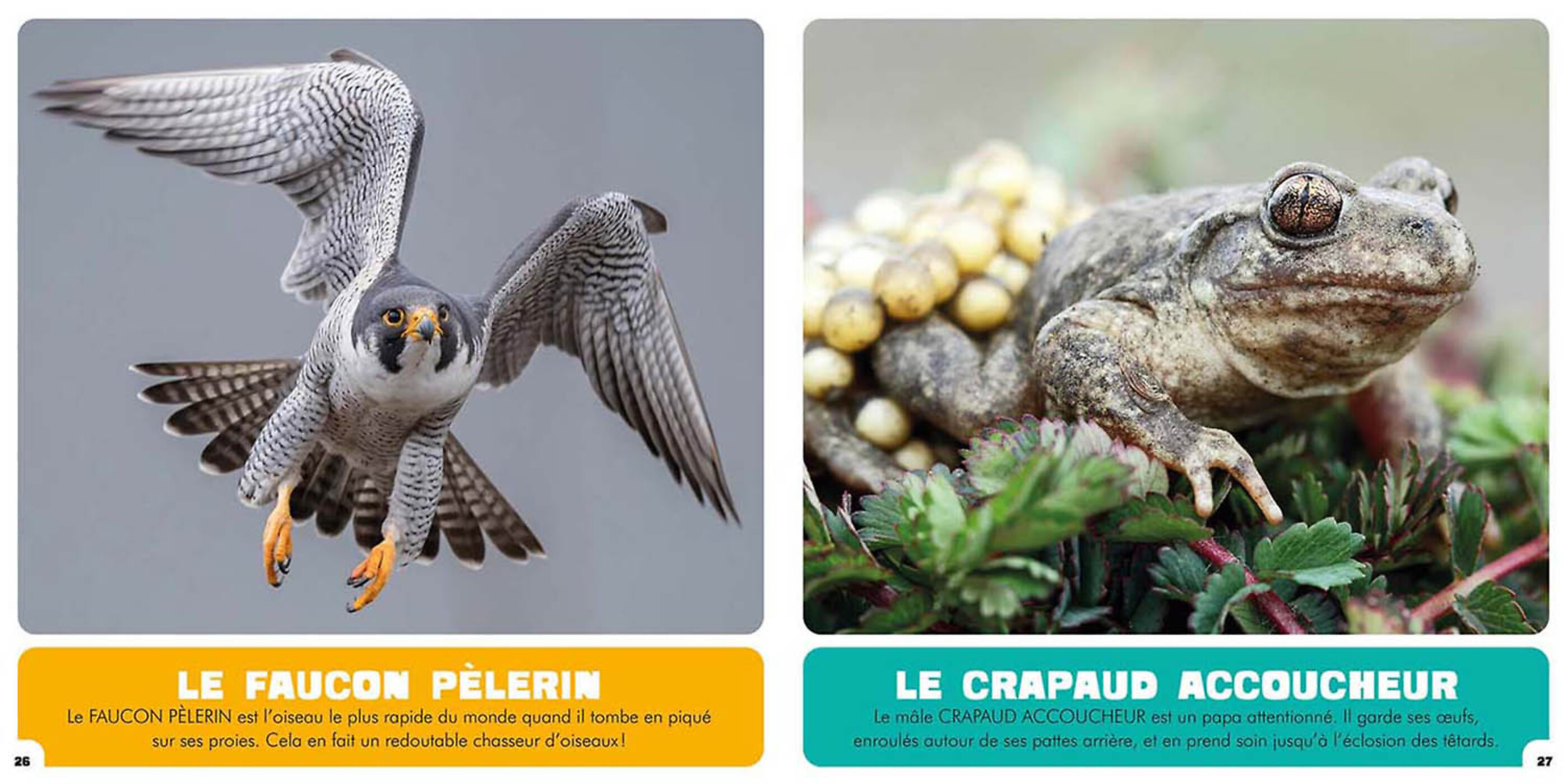 Mon Premier Doc Photo - Les Animaux Incroyables De Suisse