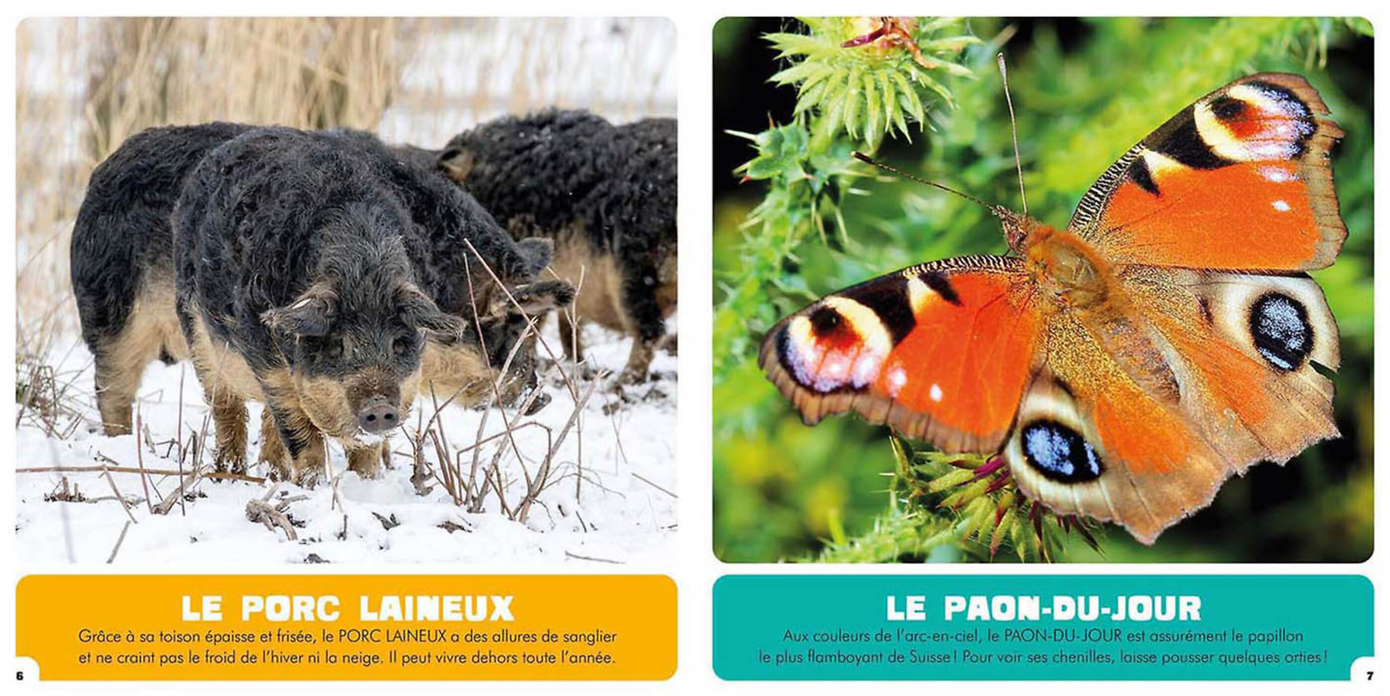Mon Premier Doc Photo  - Les Animaux Incroyables De Suisse