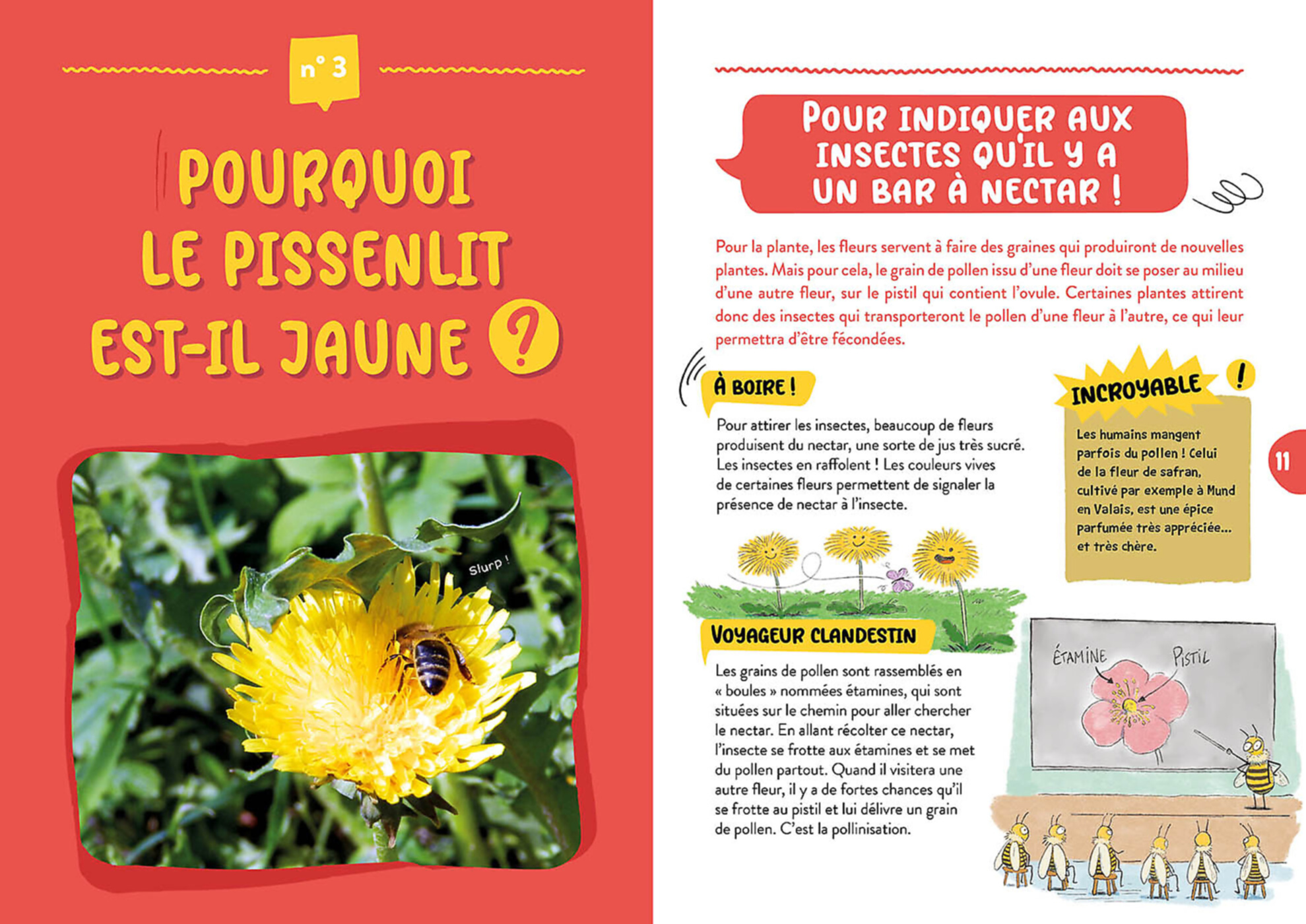 L'edelweiss Existe-T-Il Vraiment ?