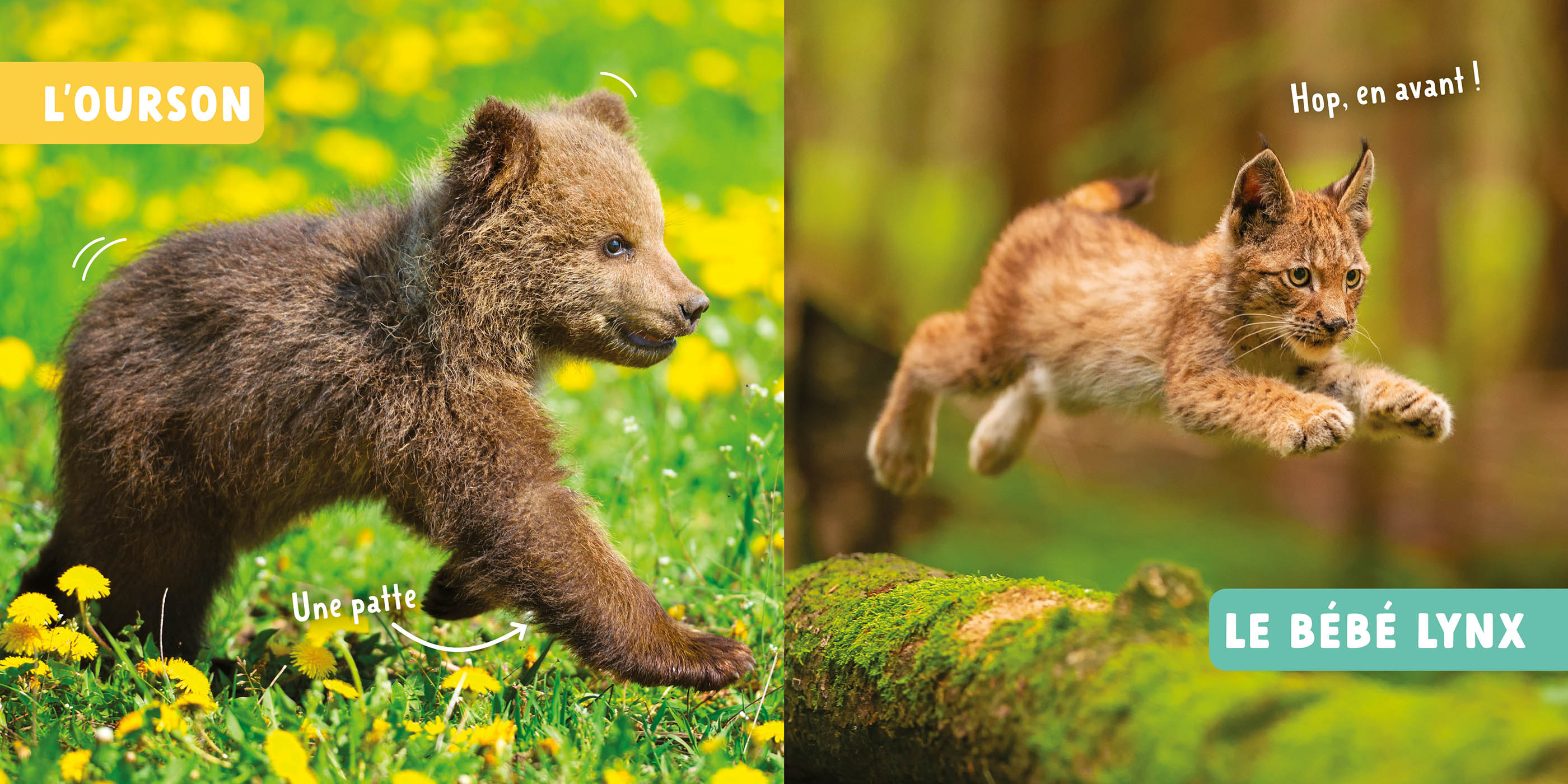 Mon Premier Doc Photo - Mon Premier Doc Photo - Les Bébés Animaux De Suisse