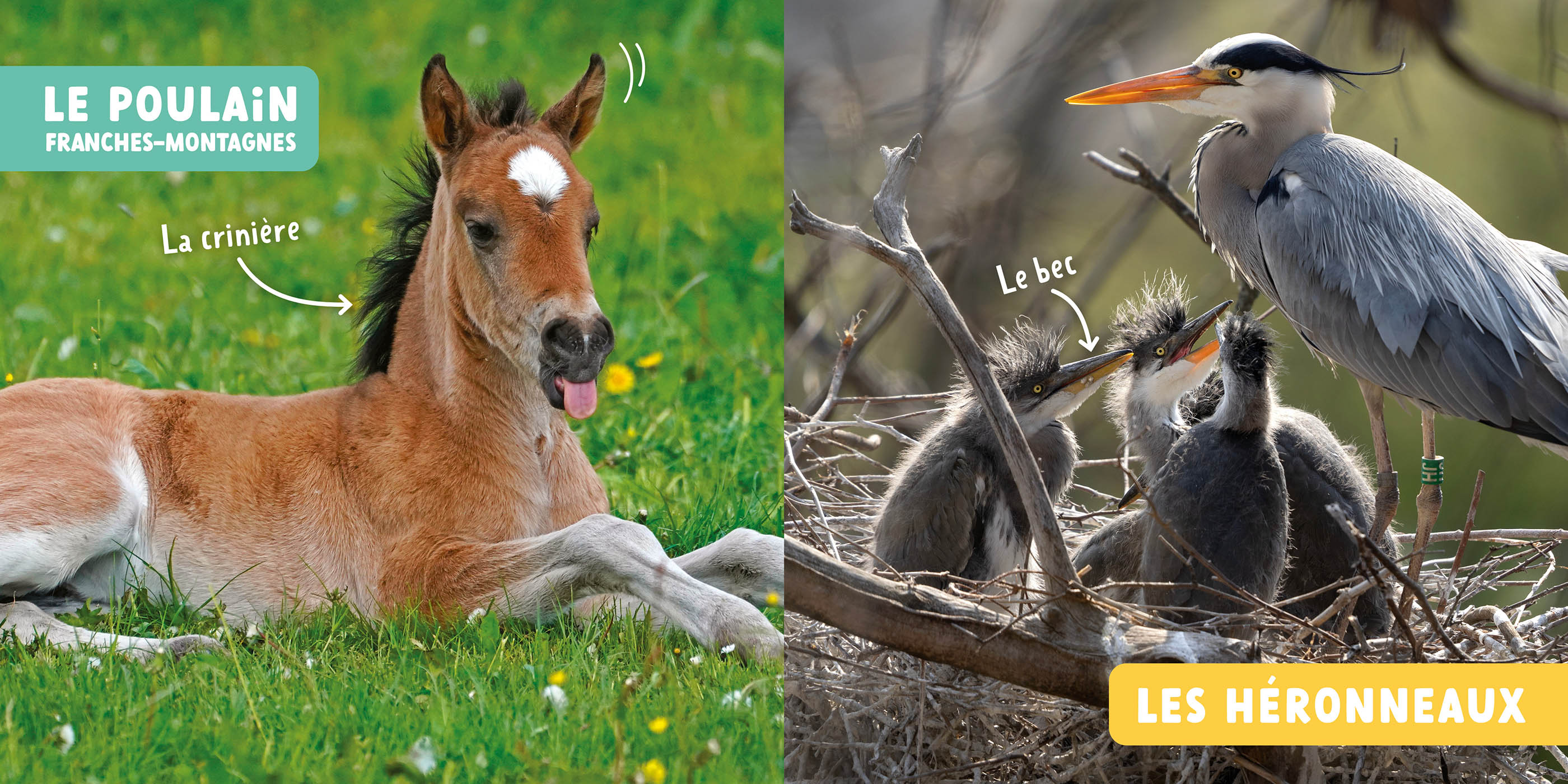 Mon Premier Doc Photo - Mon Premier Doc Photo - Les Bébés Animaux De Suisse