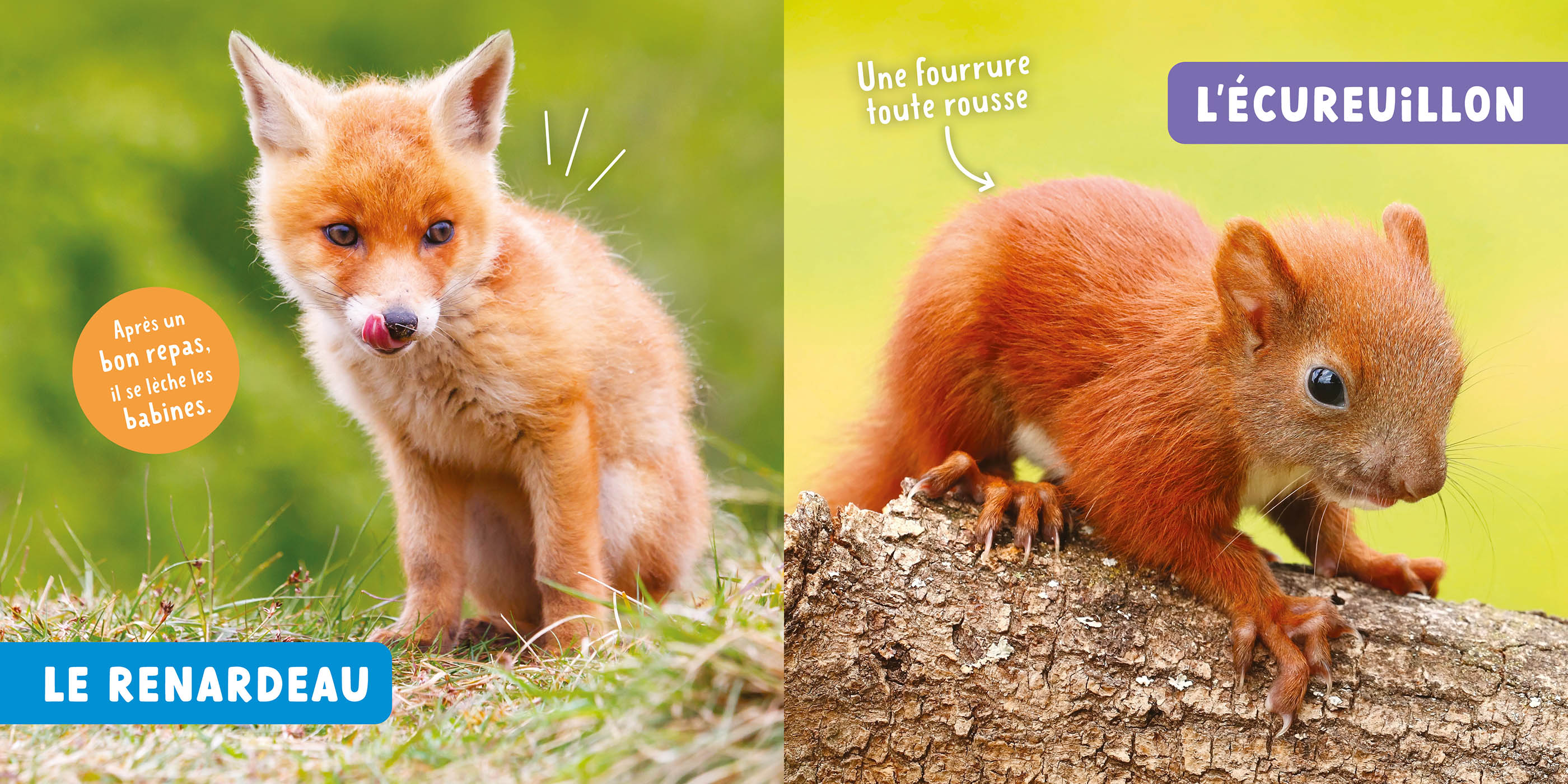 Mon Premier Doc Photo - Mon Premier Doc Photo - Les Bébés Animaux De Suisse