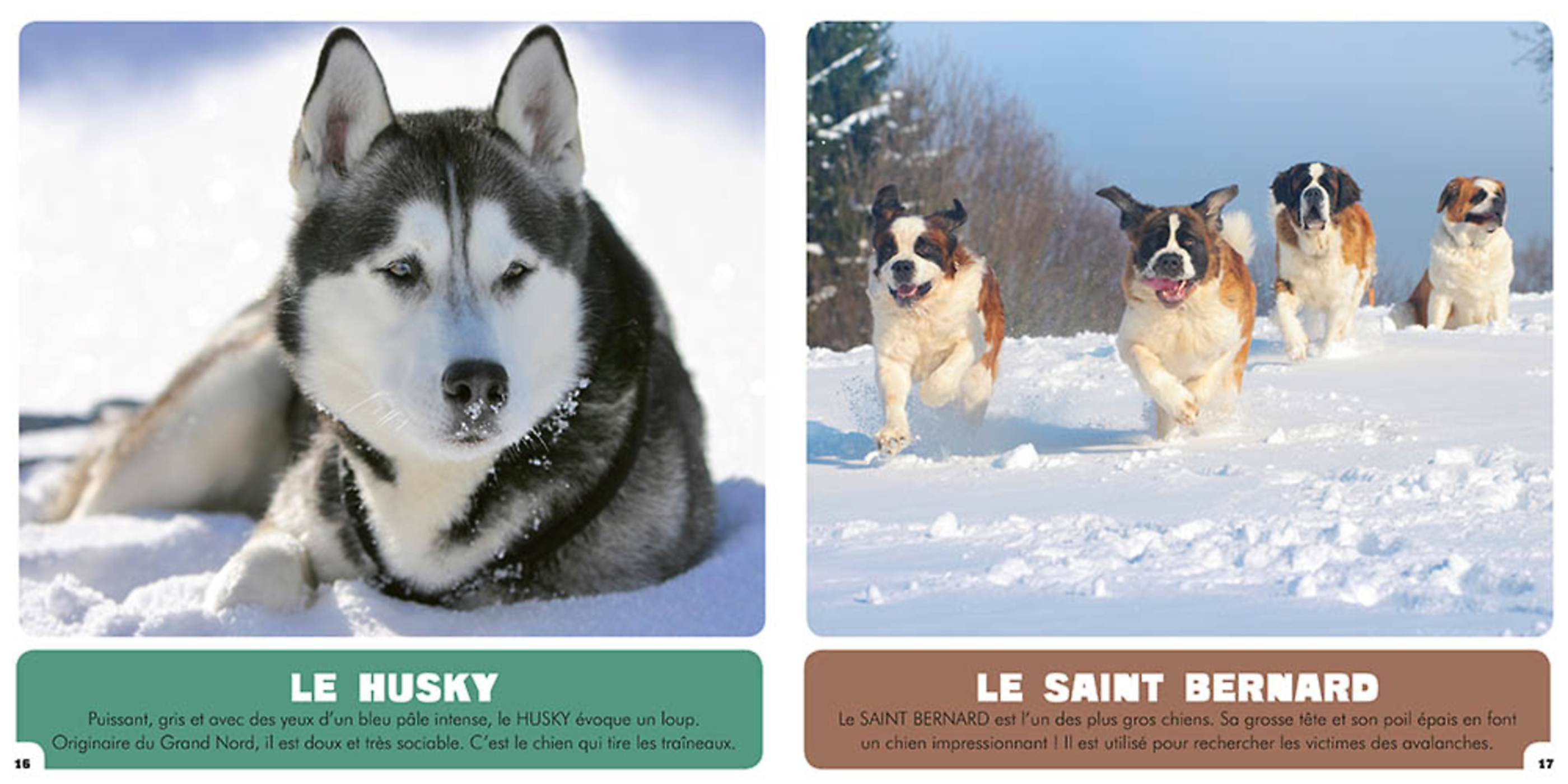Mon Premier Doc Photo  - Les Chiens