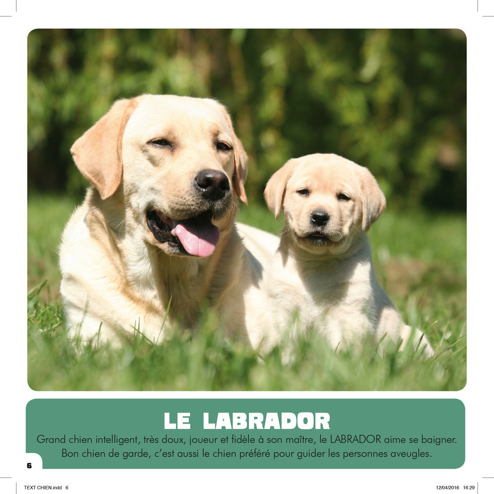 Mon Premier Doc Photo  - Les Chiens