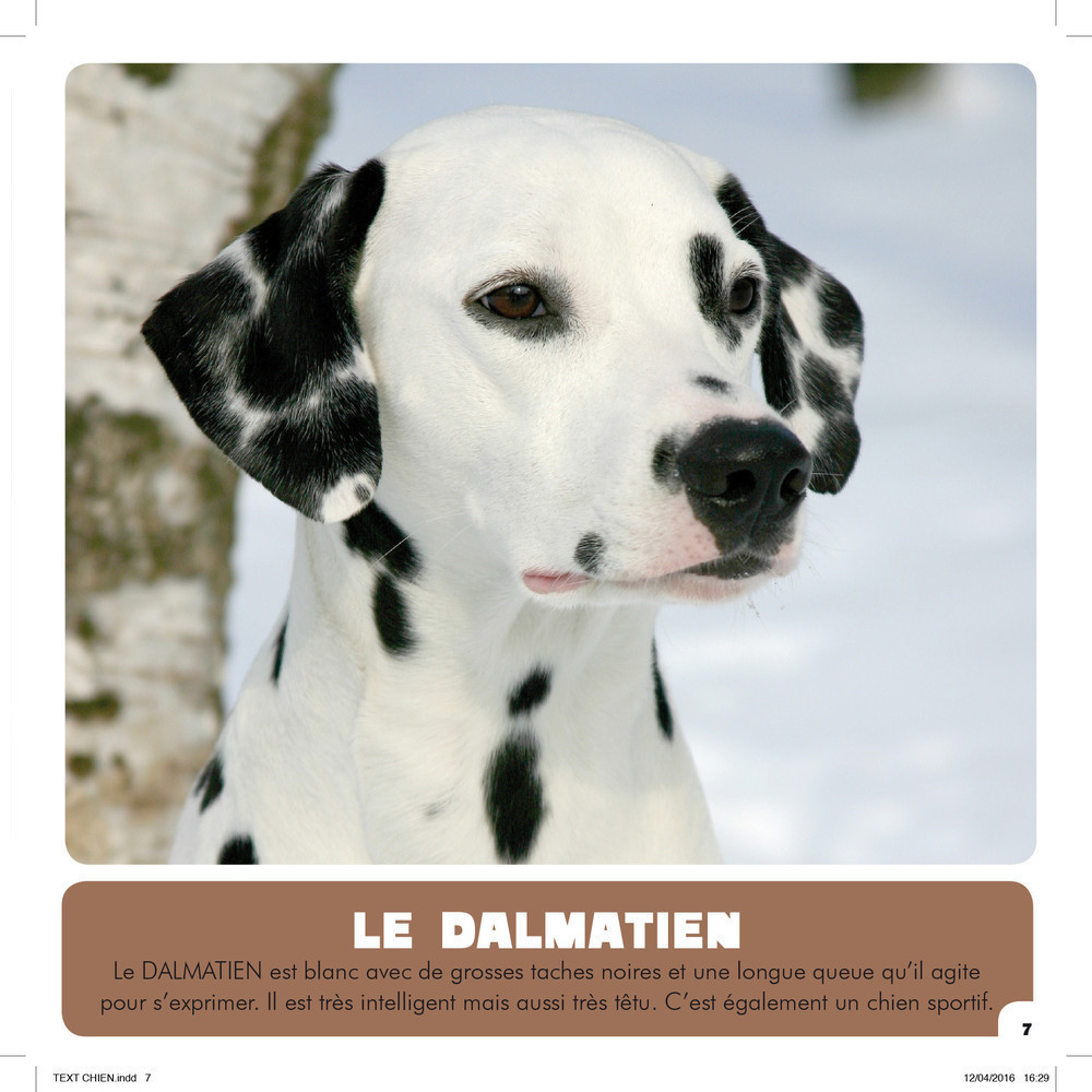 Mon Premier Doc Photo  - Les Chiens