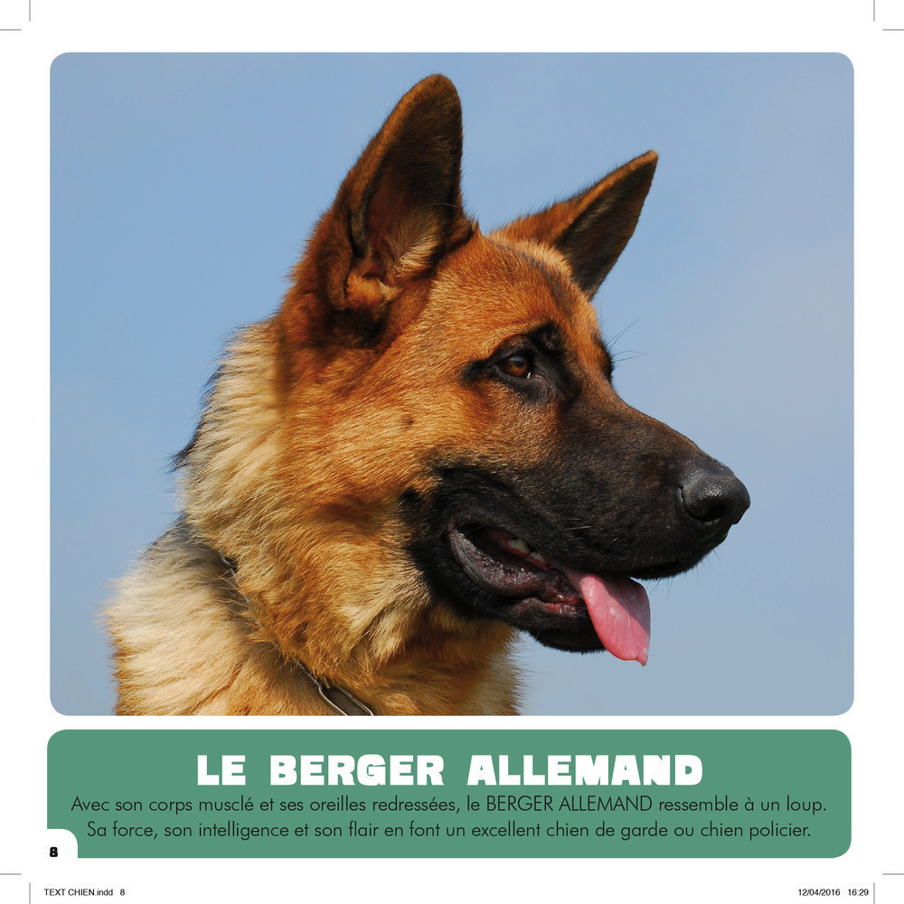 Mon Premier Doc Photo  - Les Chiens