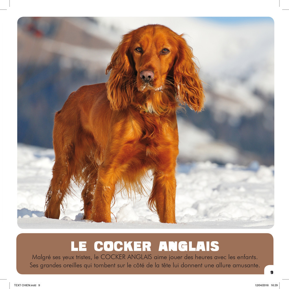 Mon Premier Doc Photo  - Les Chiens