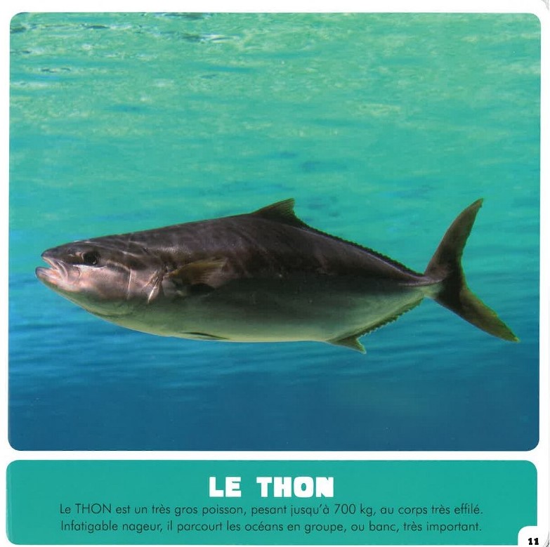 Mon Premier Doc Photo  - Les Animaux De La Mer