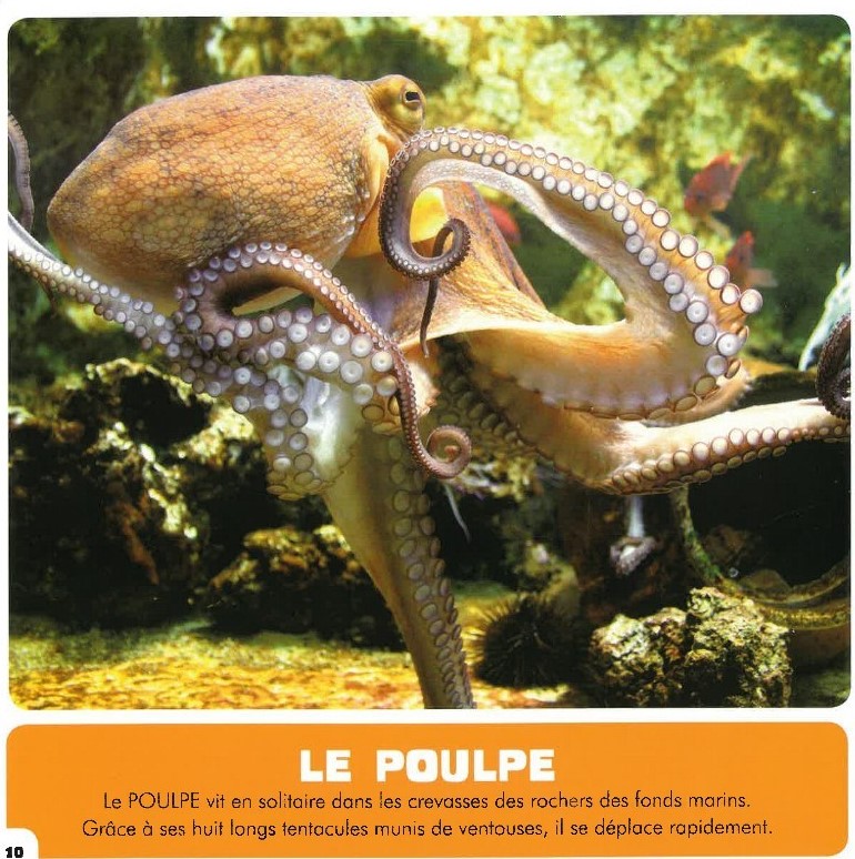 Mon Premier Doc Photo  - Les Animaux De La Mer