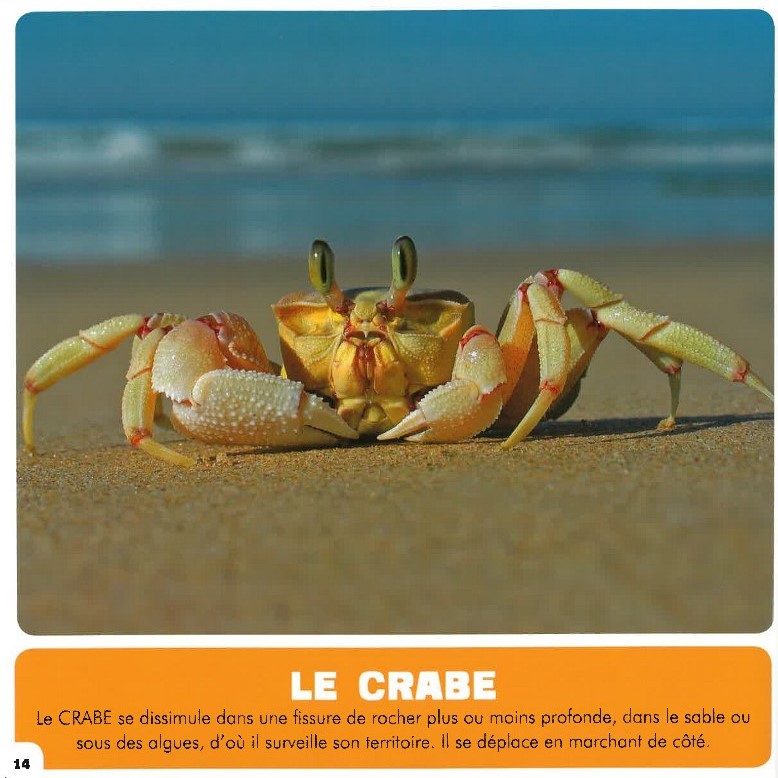 Mon Premier Doc Photo  - Les Animaux De La Mer