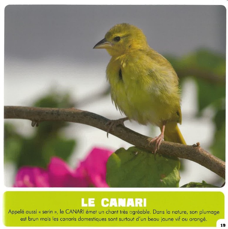 Mon Premier Doc Photo  - Les Oiseaux