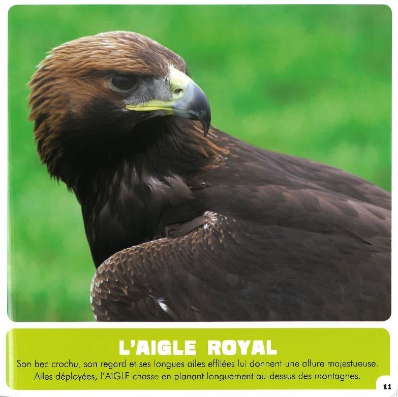 Mon Premier Doc Photo  - Les Oiseaux