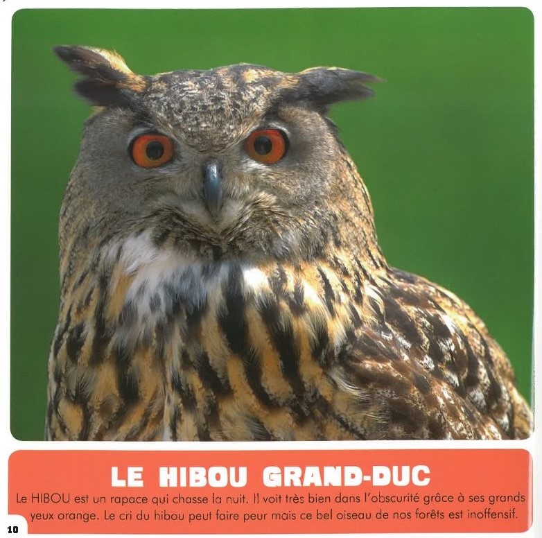 Mon Premier Doc Photo  - Les Oiseaux