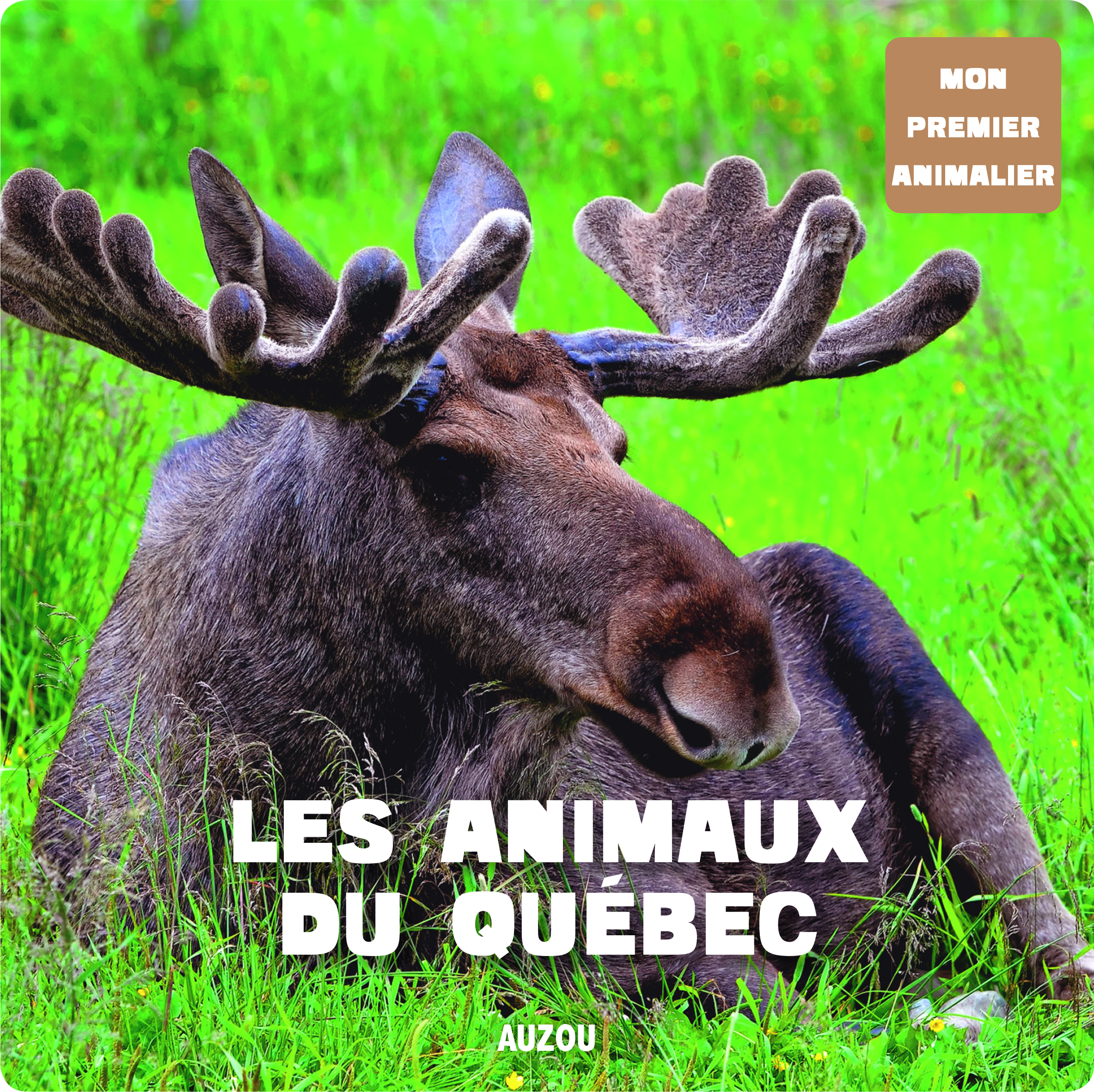 Mon Premier Doc Photo - Animaux Du Québec (Les) N.é.