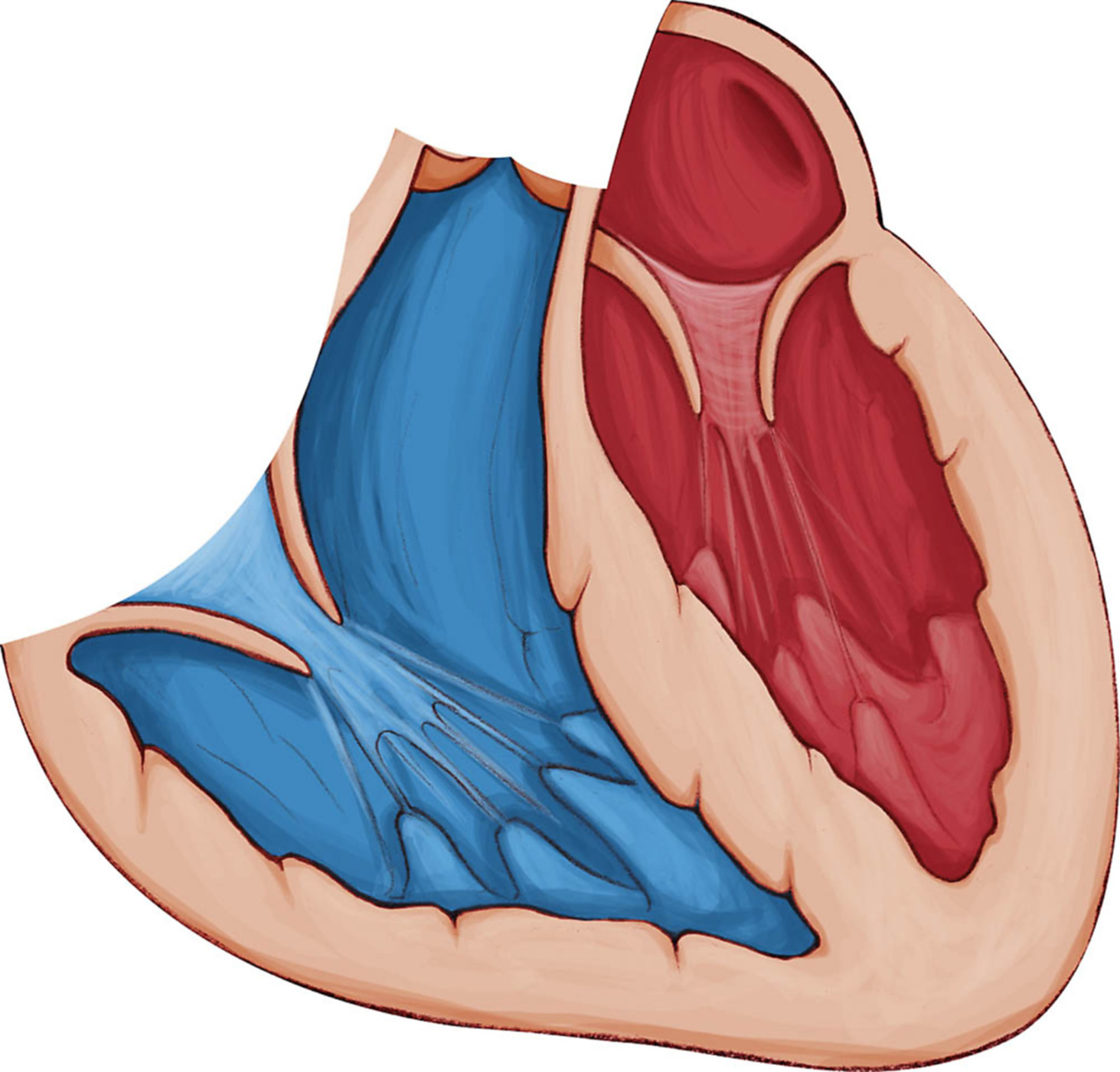 À La Découverte Du Corps Humain