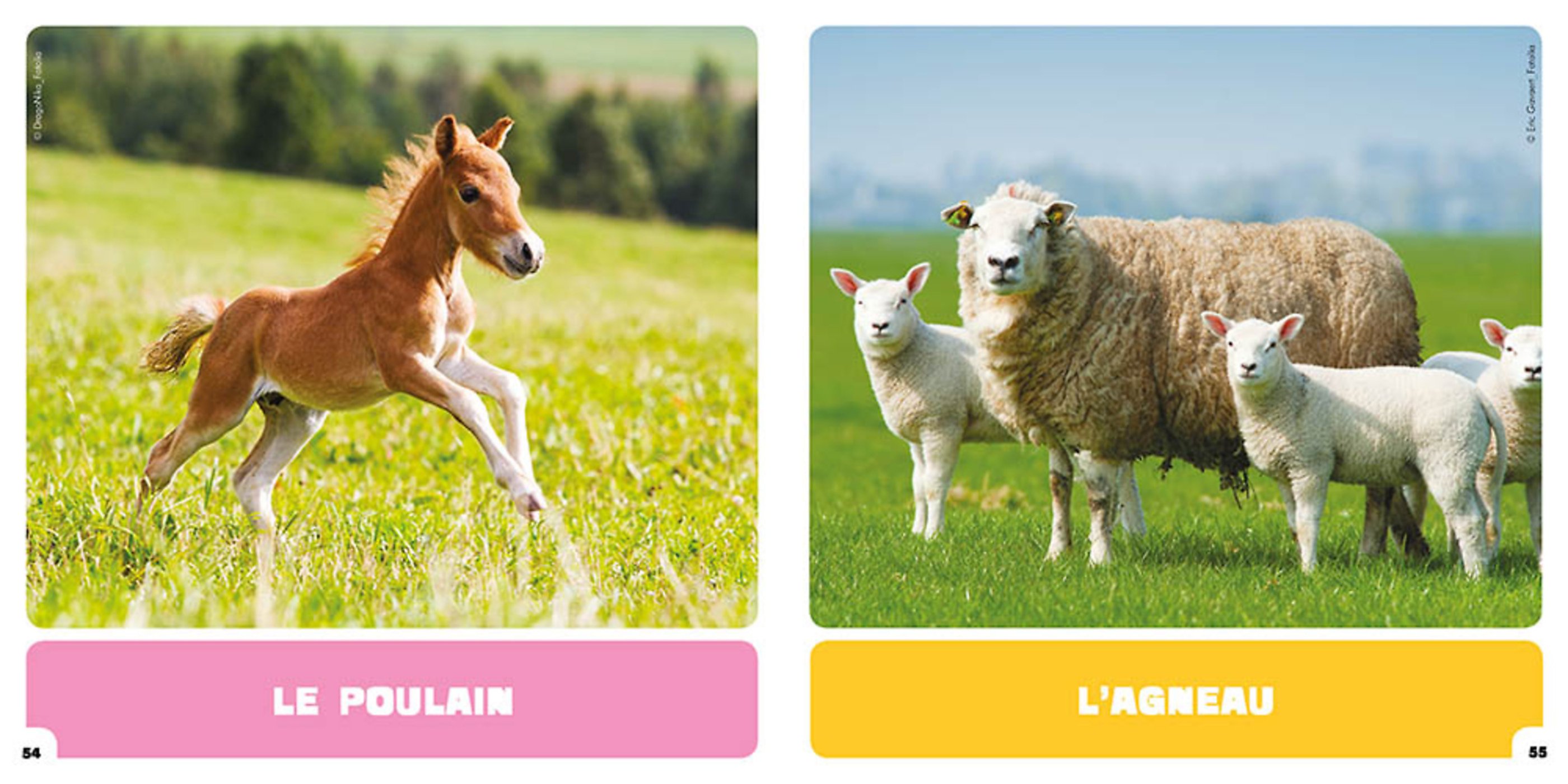 Je Découvre Les Animaux De La Ferme