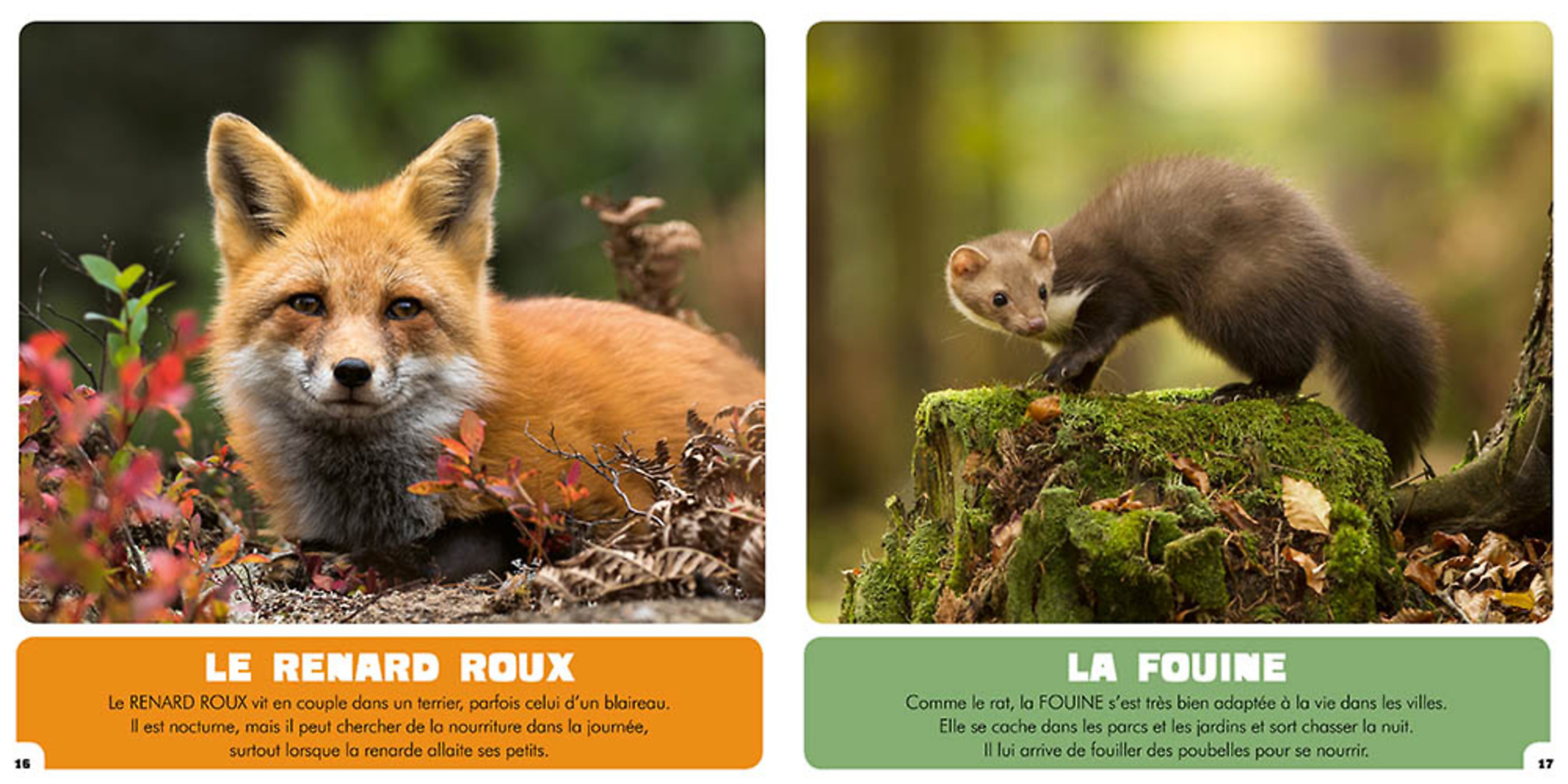 Mon Premier Doc Photo - Mon Premier Animalier - Les Animaux Nocturnes