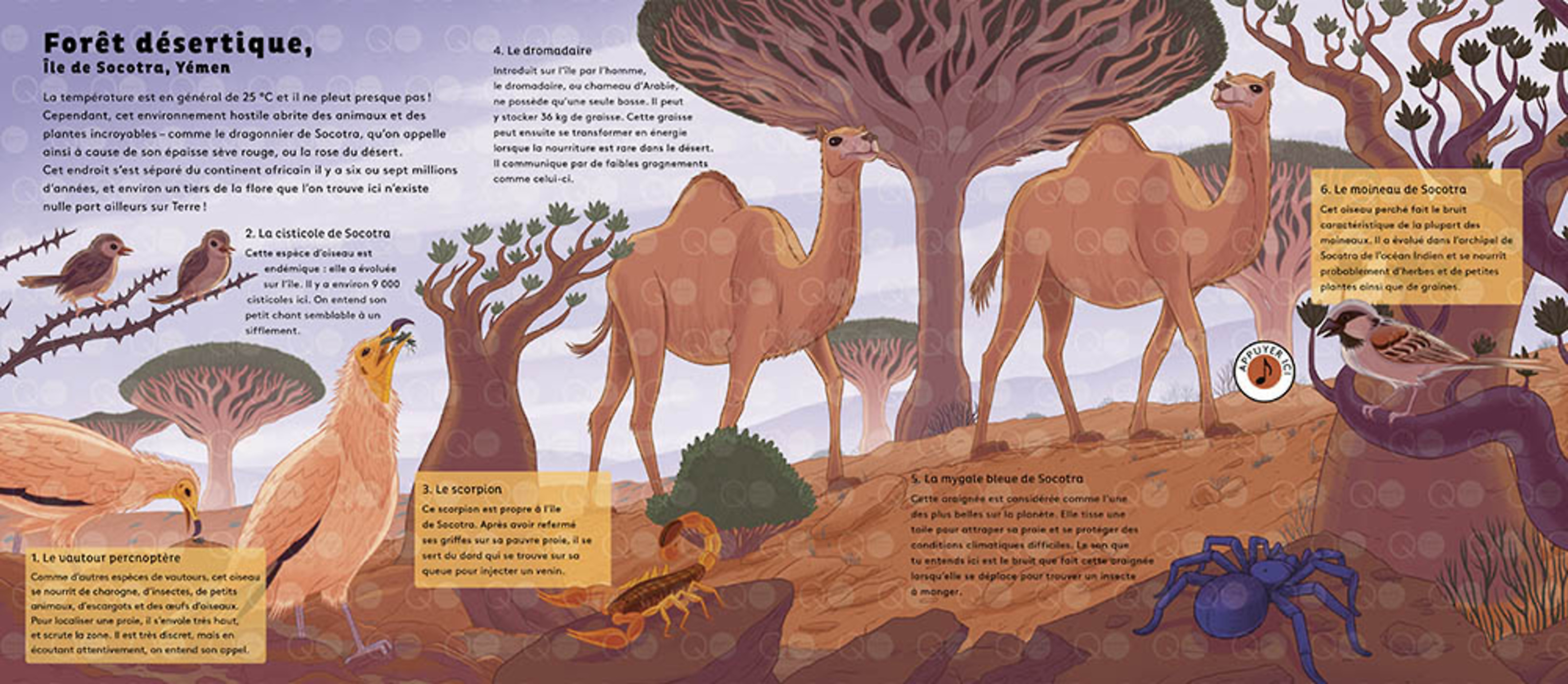 Le Monde Des Forêts