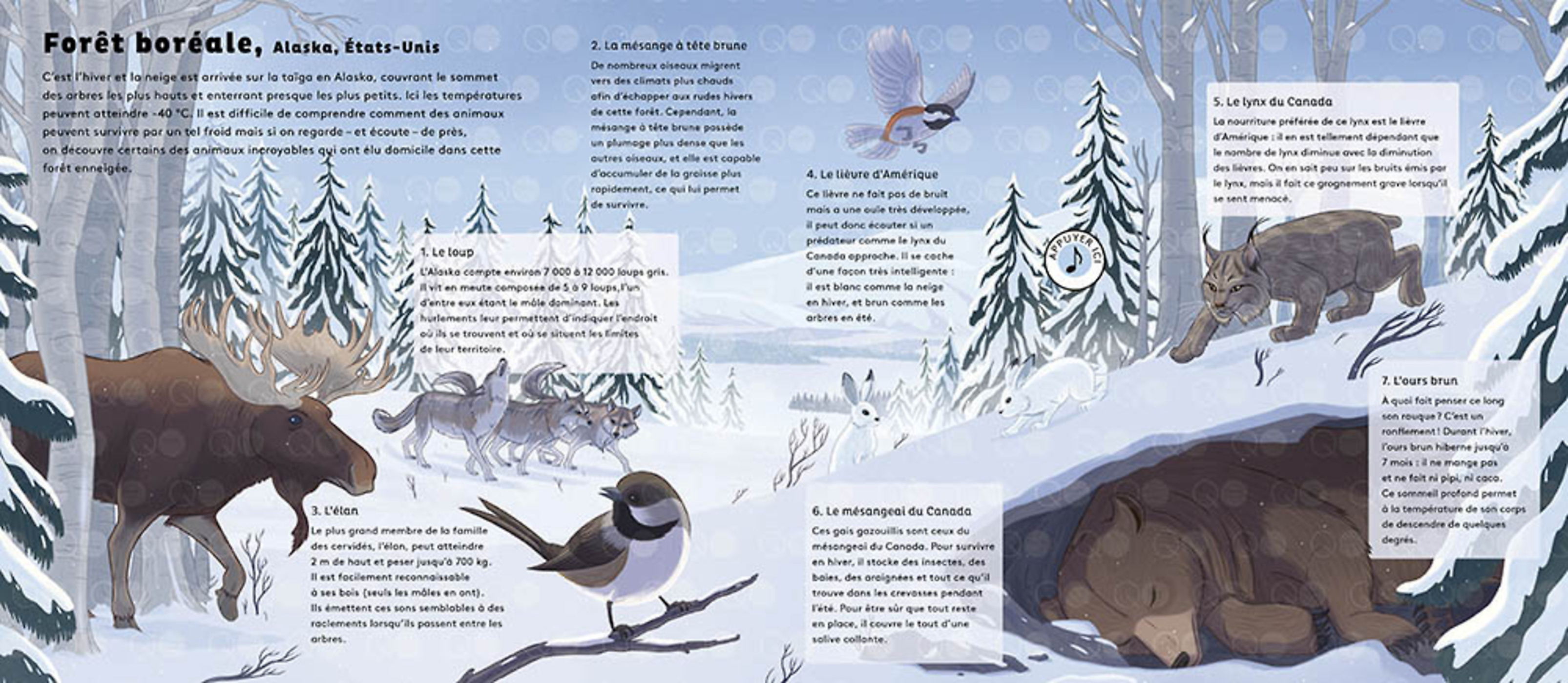 Le Monde Des Forêts