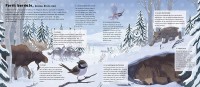 Le Monde Des Forêts