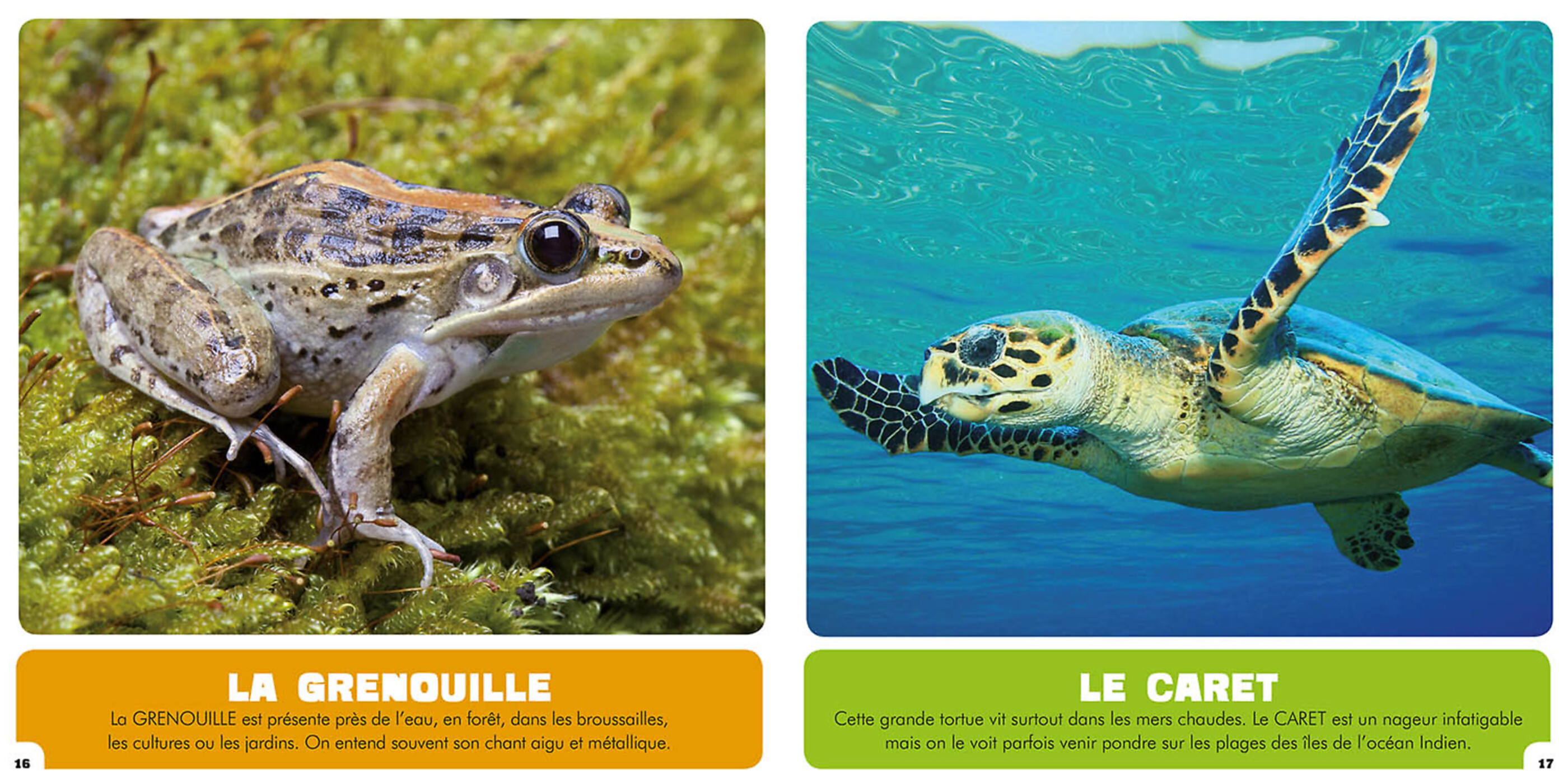 Mon Premier Doc Photo  - Les Animaux De La Réunion