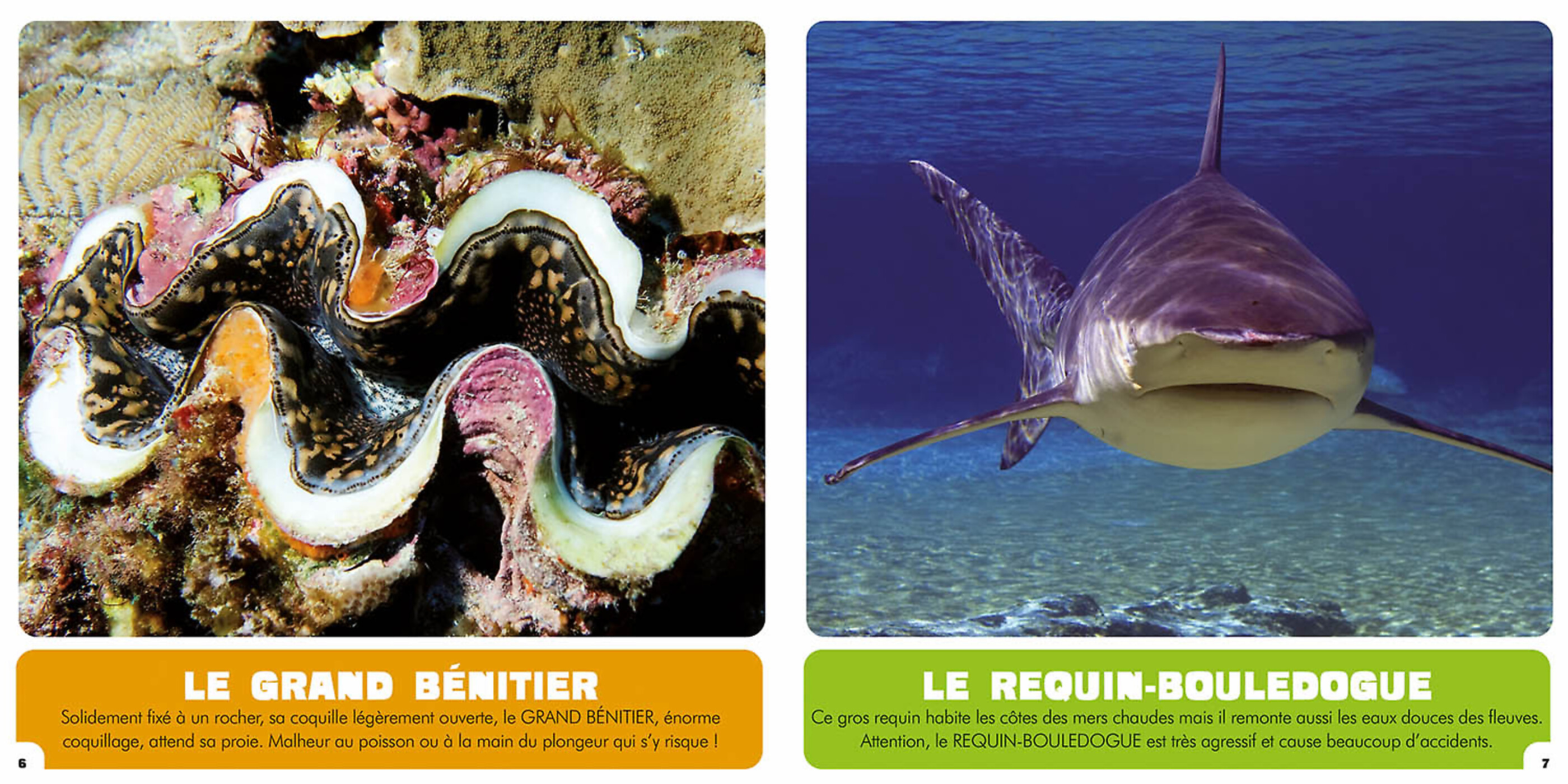 Mon Premier Doc Photo  - Les Animaux De La Réunion