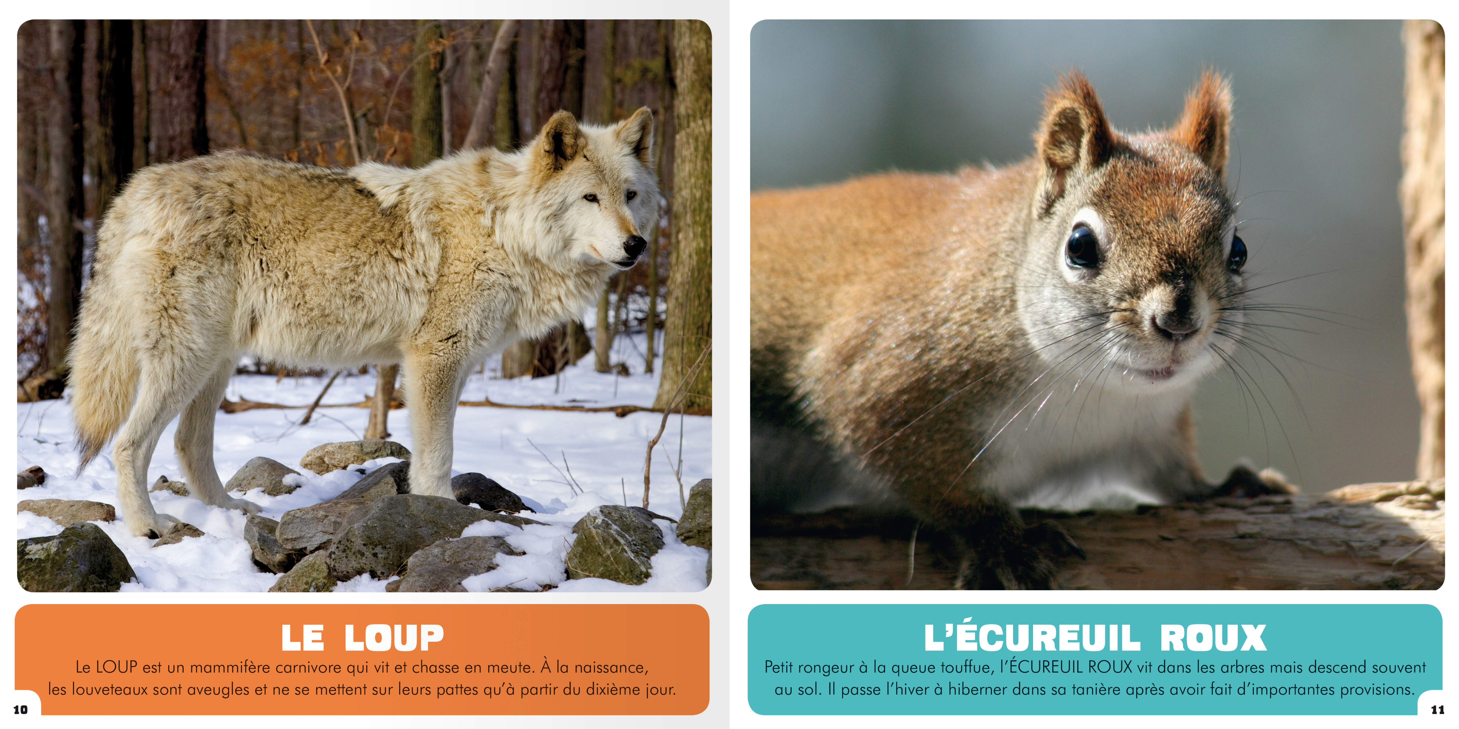 Mon Premier Doc Photo - Mon Premier Animalier- Les Animaux Du Québec (Ne)