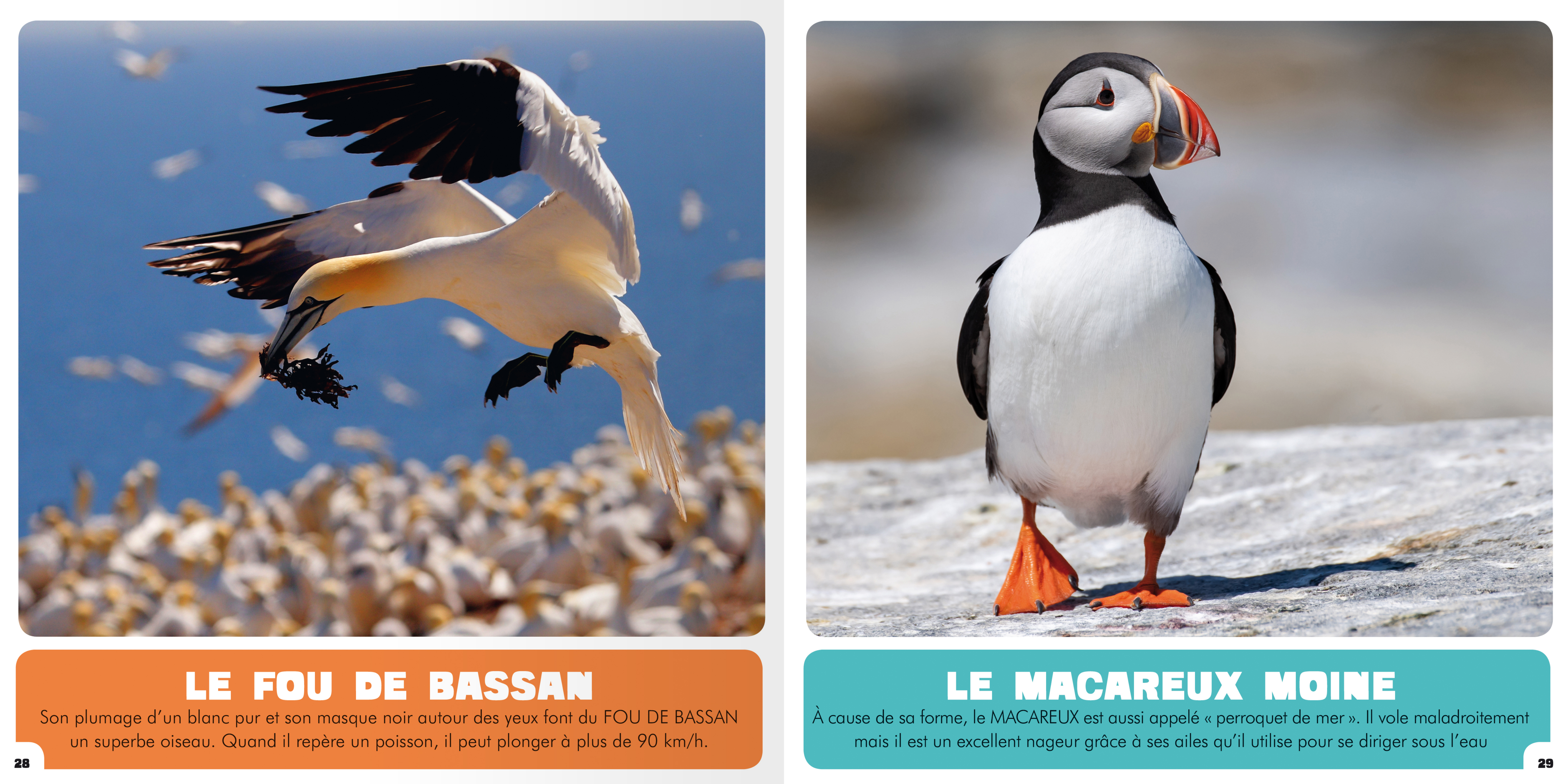 Mon Premier Doc Photo - Mon Premier Animalier- Les Animaux Du Québec (Ne)