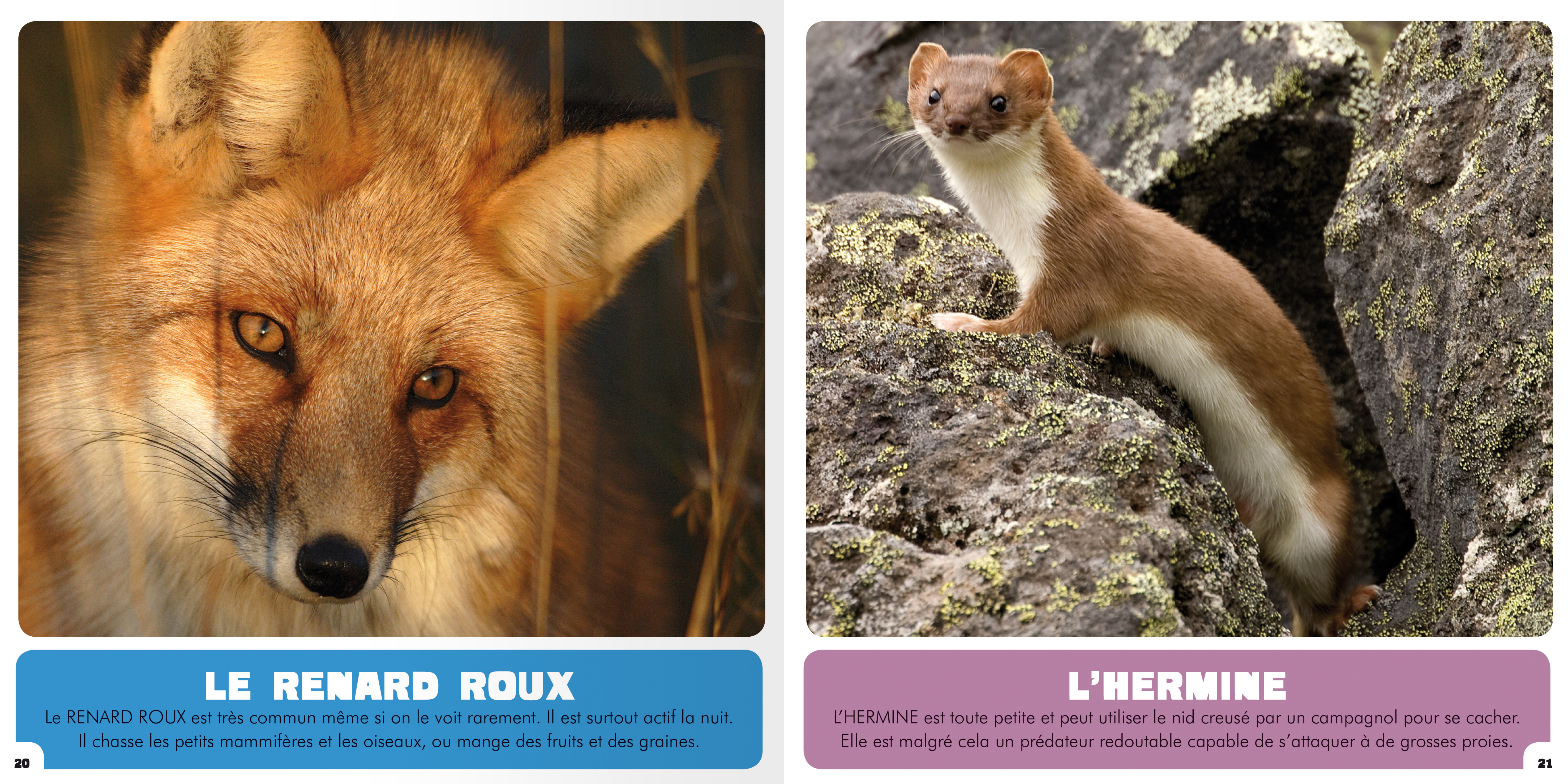 Mon Premier Doc Photo - Mon Premier Animalier - La Animaux Du Saint-Laurent (Ne)