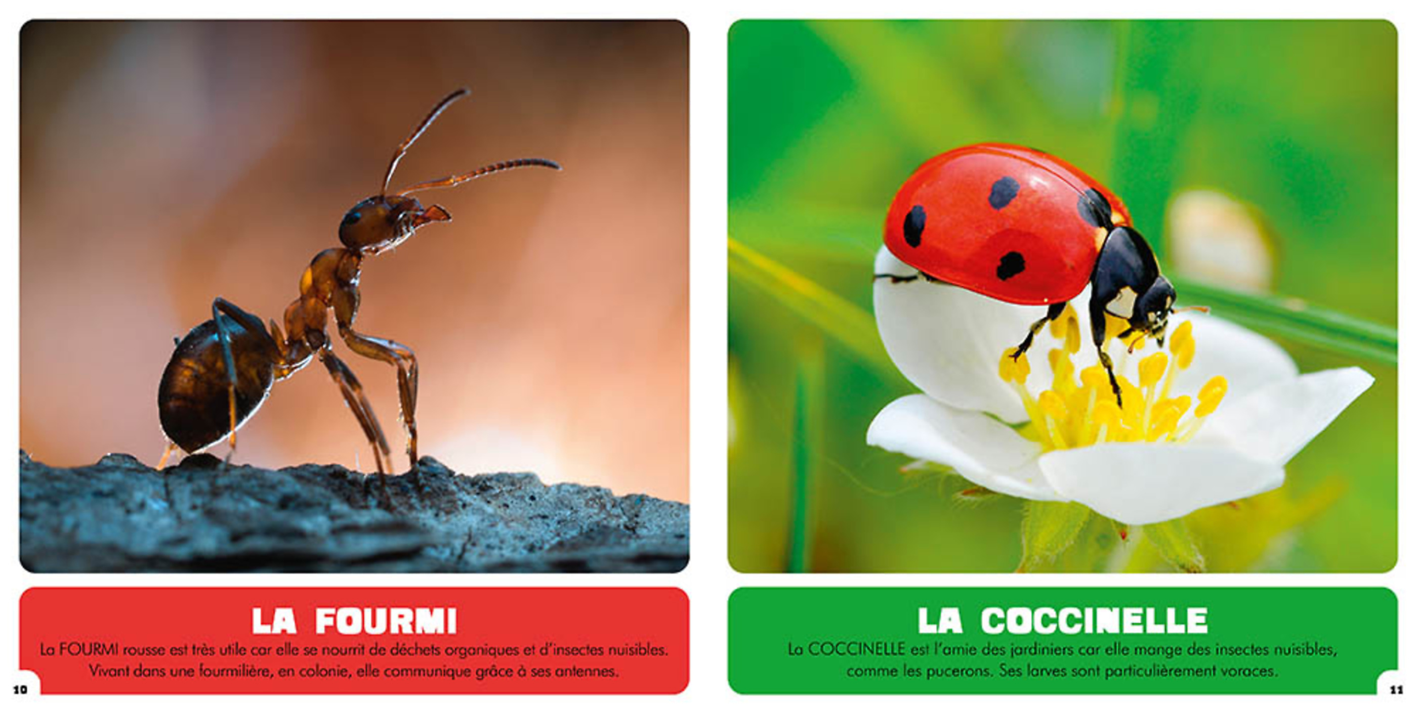 Mon Premier Doc Photo - Les Animaux Minuscules