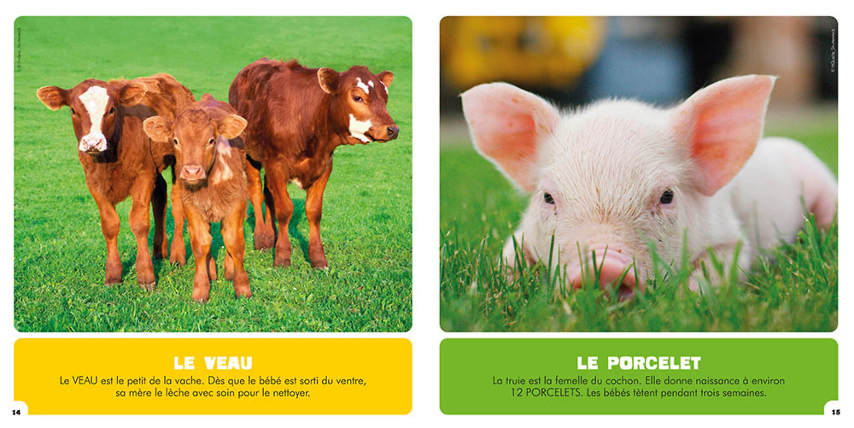 Mon Premier Doc Photo - Les Bébés Animaux