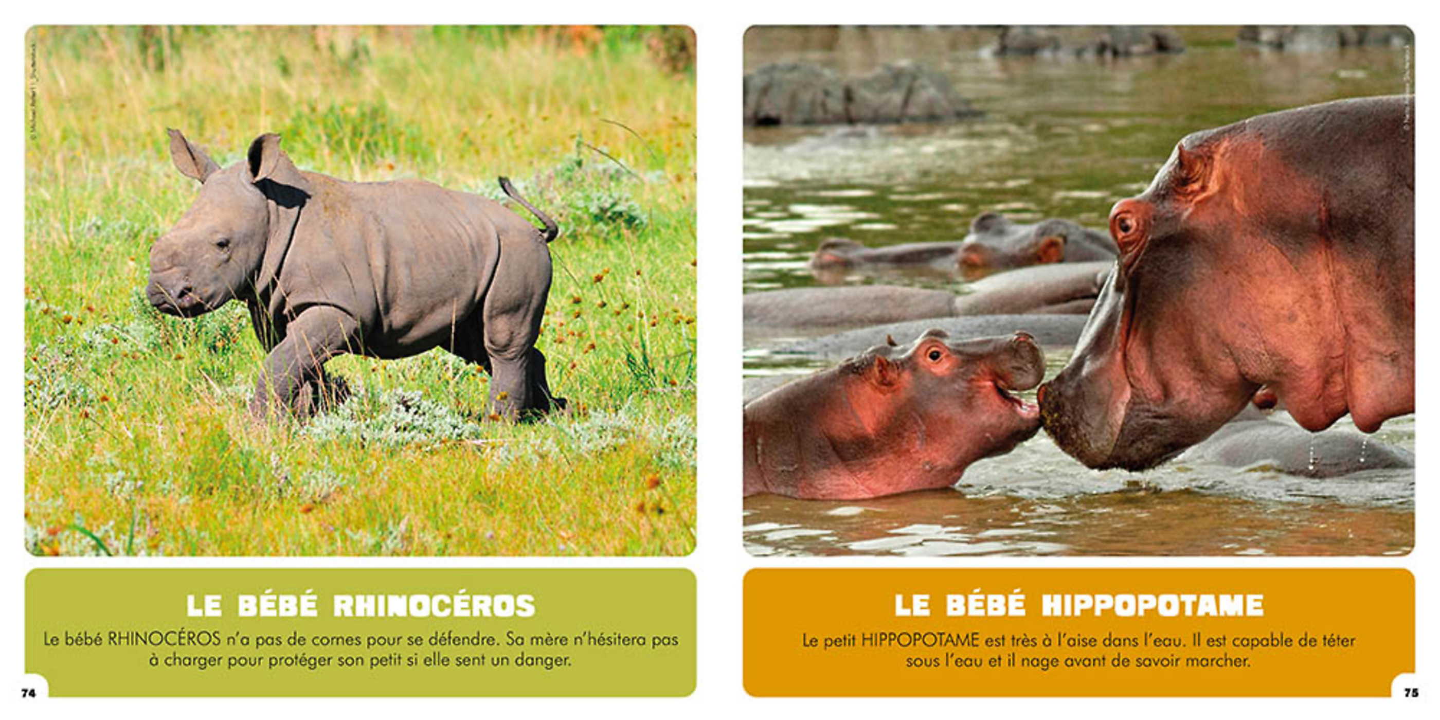 Mon Premier Doc Photo  - Les Bébés Animaux